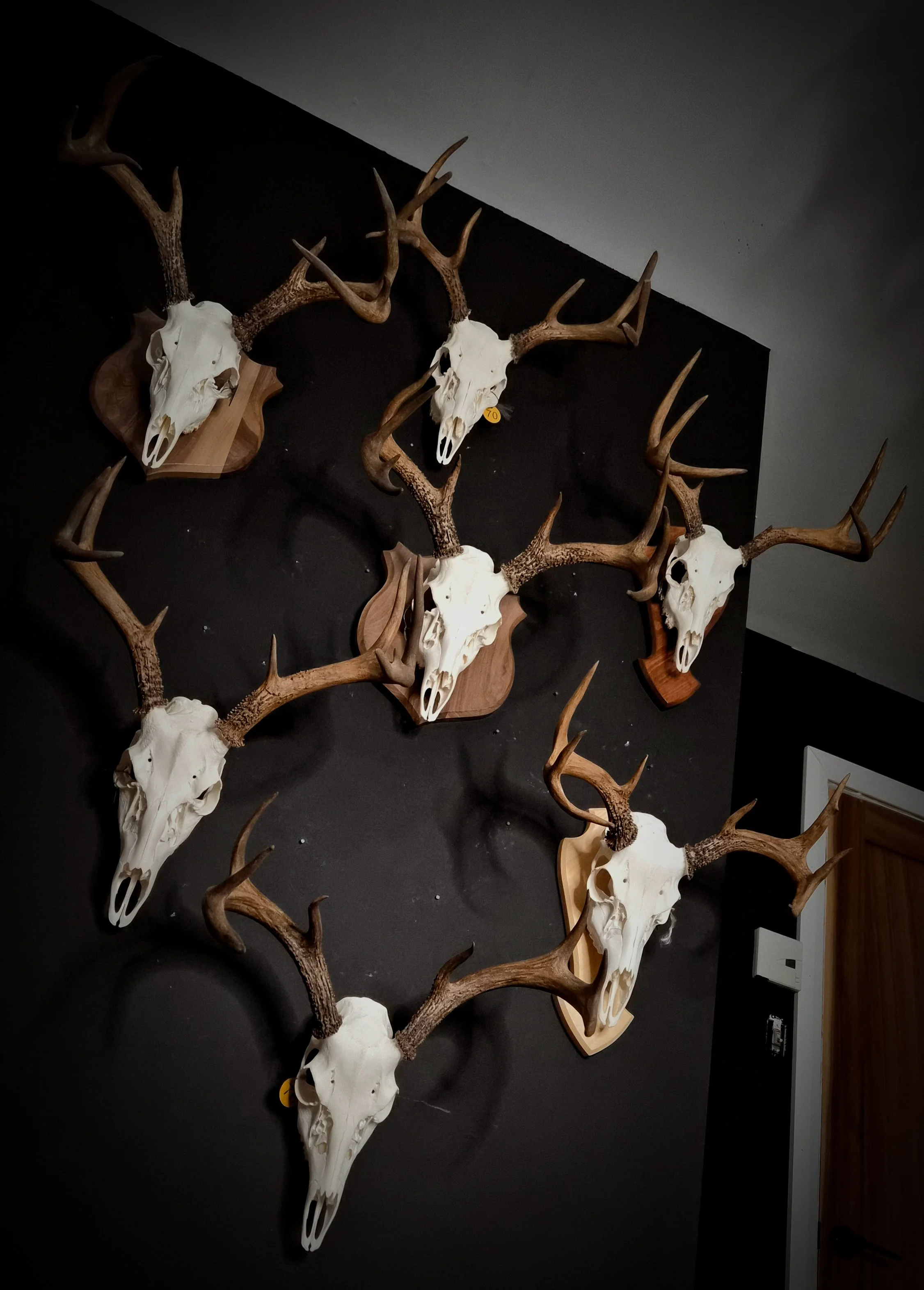Trophées de tête de cerf en os, fixés sur des plaques de bois, exposés sur un mur noir, crane blanchi, chevreuil.