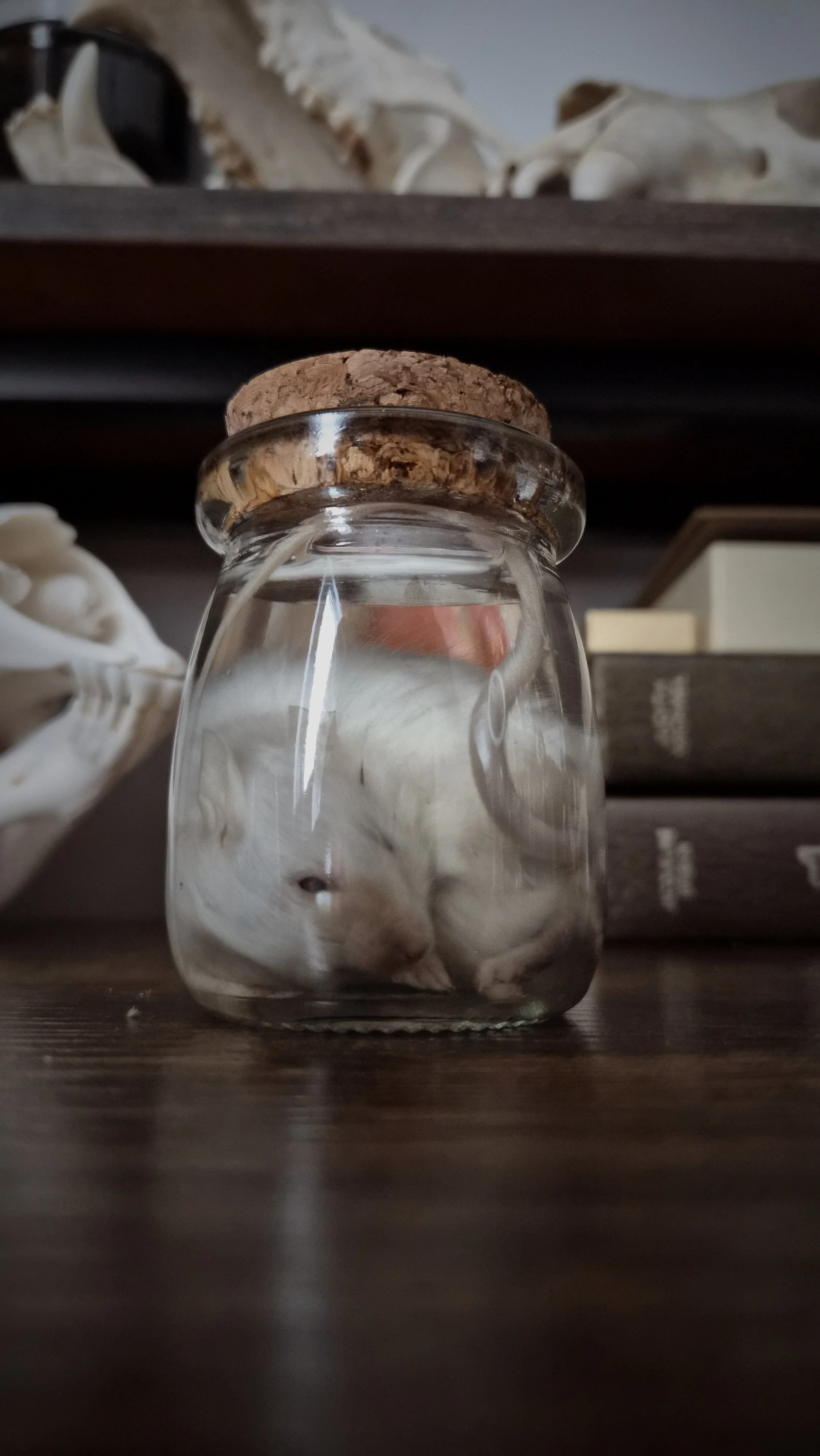 Sleepy Baby - Wet Specimen