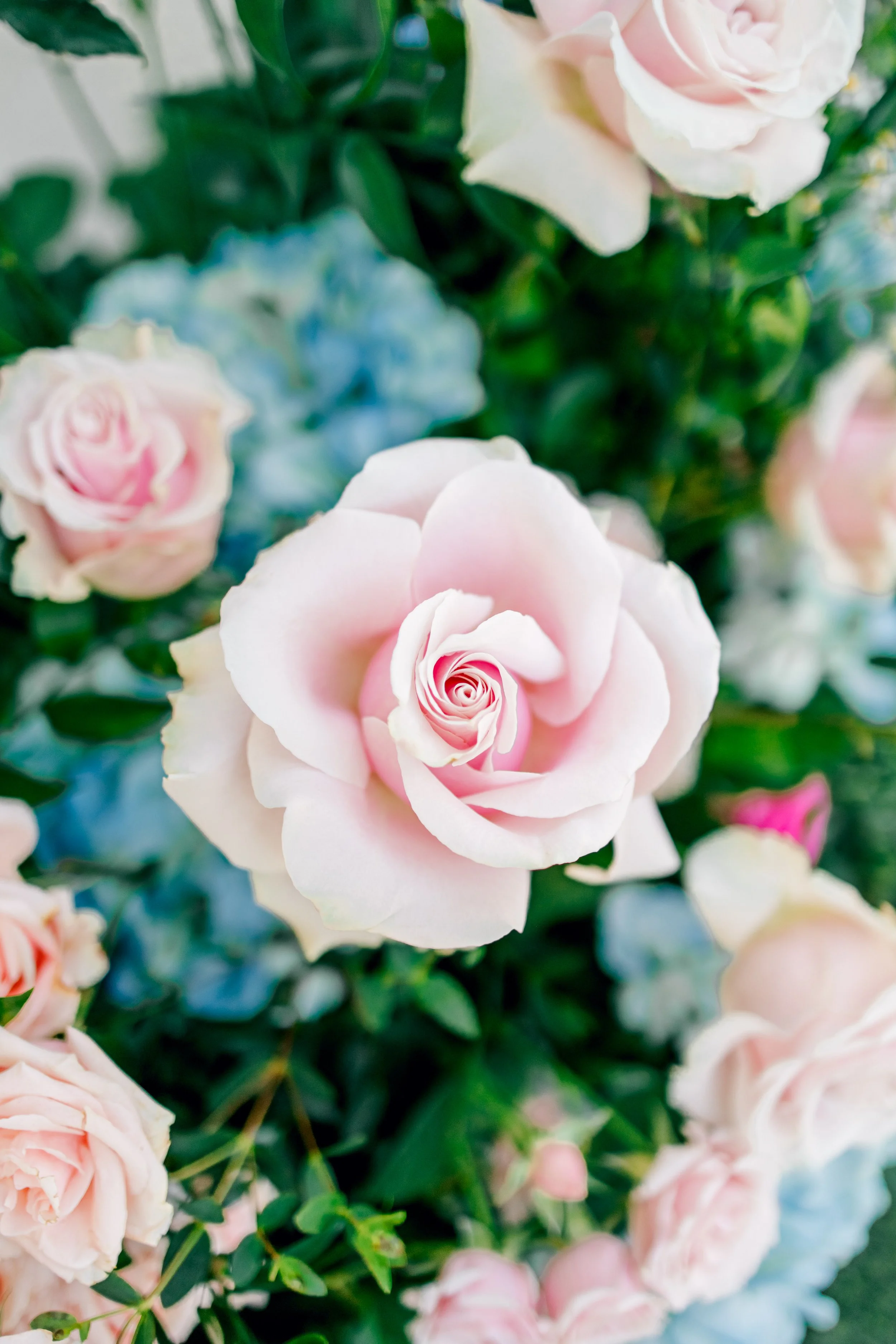 Close-up of a light pink rose surrounded by other pink and white roses with green leaves.