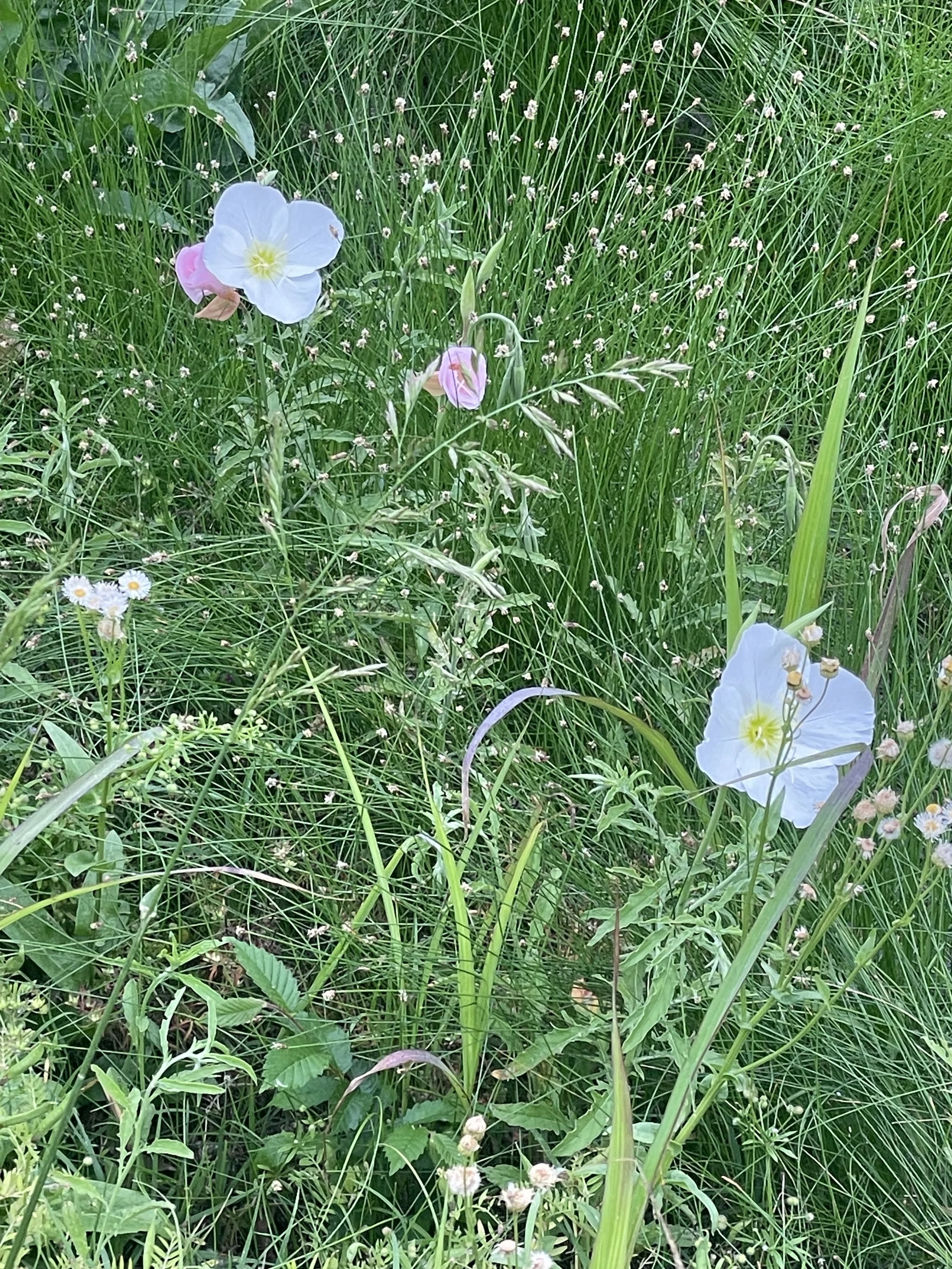Wildflowers and tall grasses growing in a natural outdoor setting.