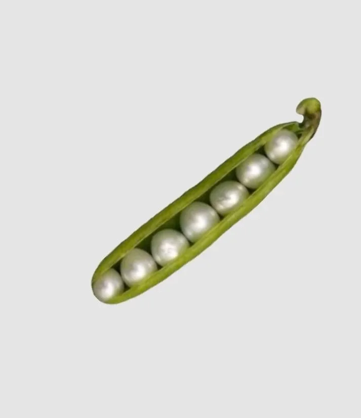 Green pea pod with silver-white pearls inside.