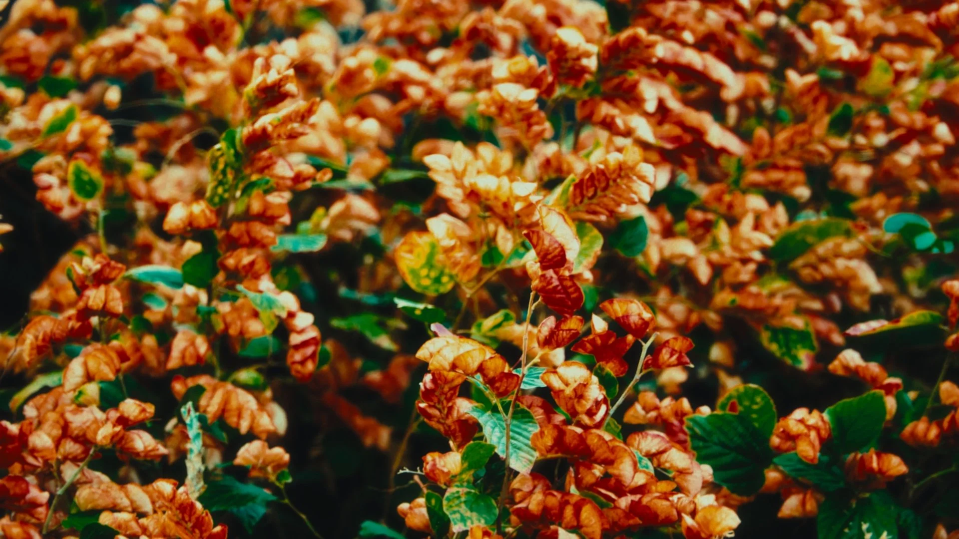 Still 2026-03-23 223909_1.27.1.jpg