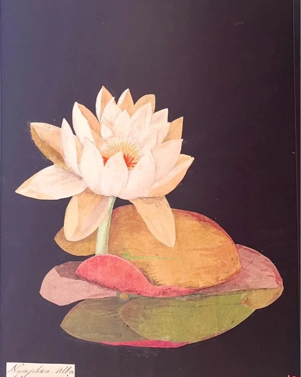 Inspiration from Late Bloomer, Mary Delany