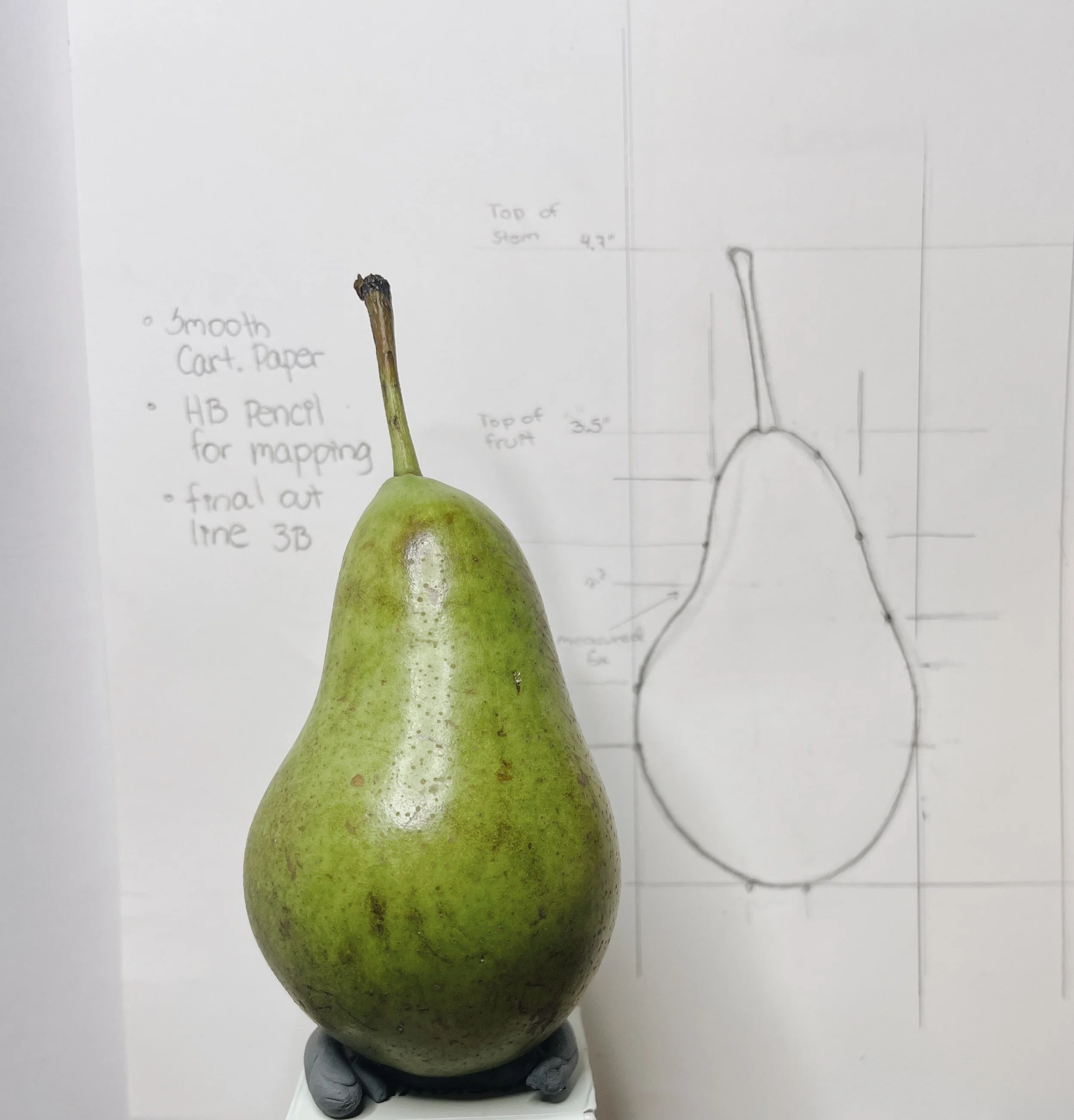 RBGE Botanical Illustration Certificate: Unit 1 Reflection