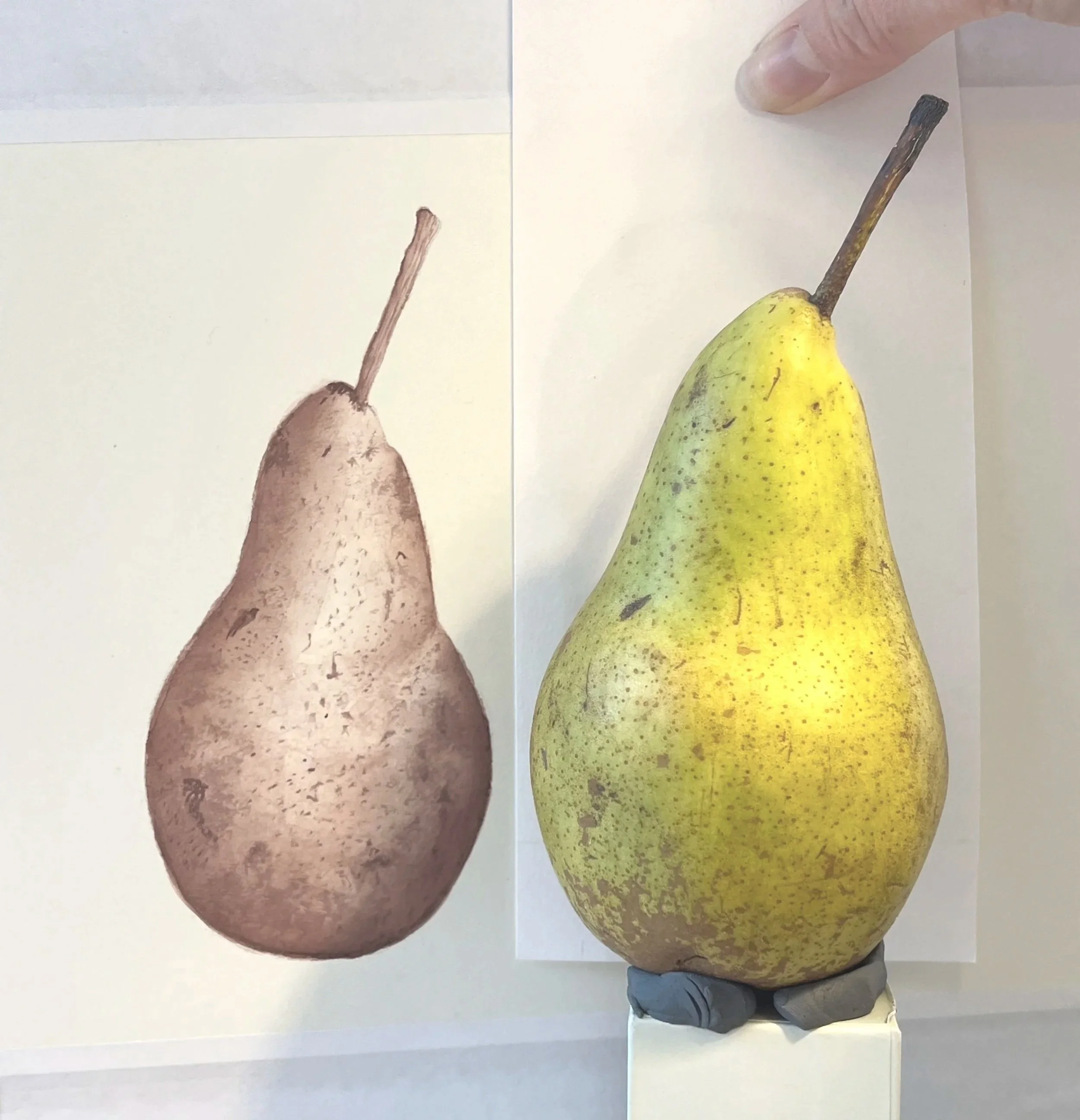 RBGE Botanical Illustration Certificate: Unit 3 Reflection