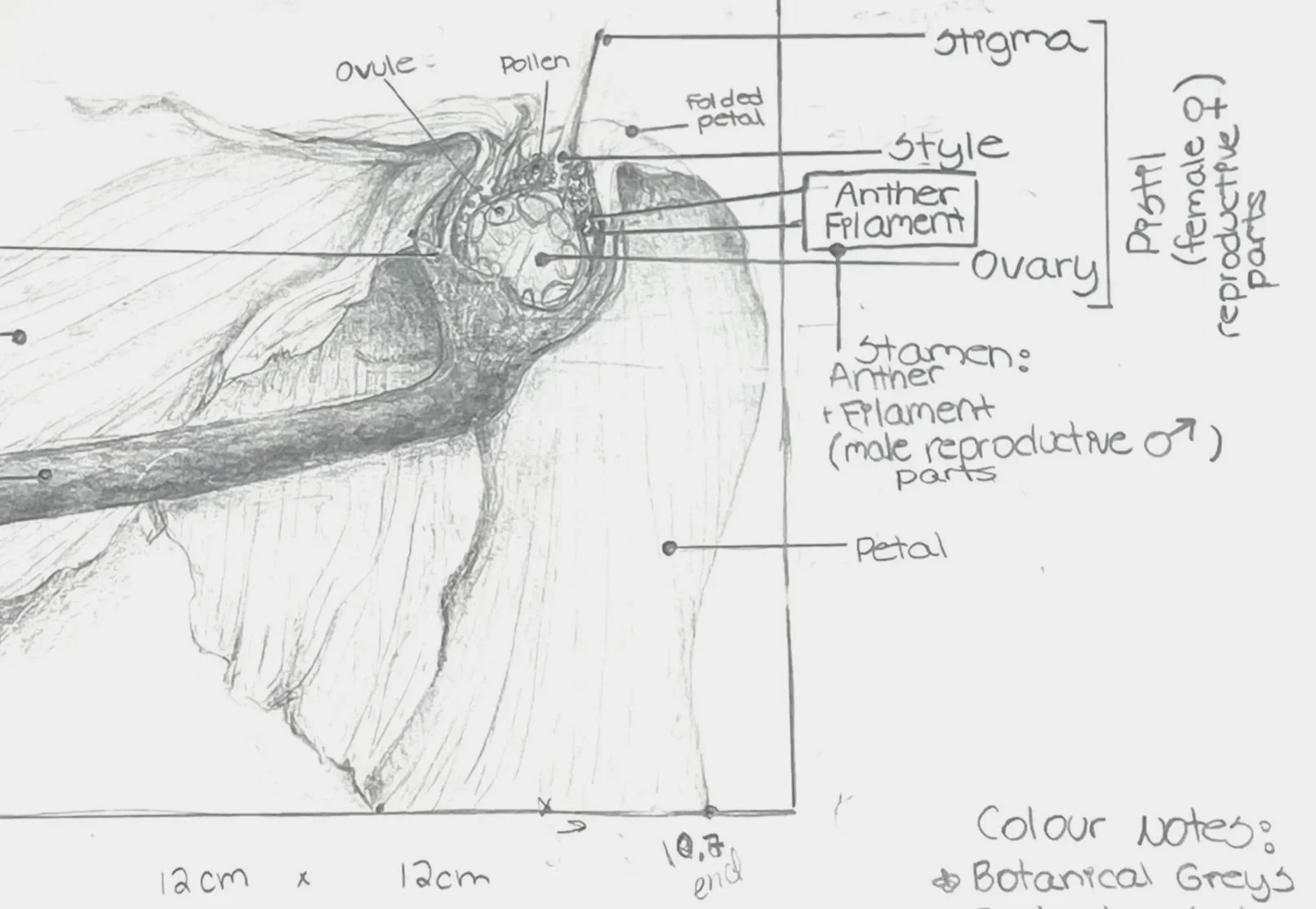 RBGE Botanical Illustration Certificate: Unit 5 Reflection