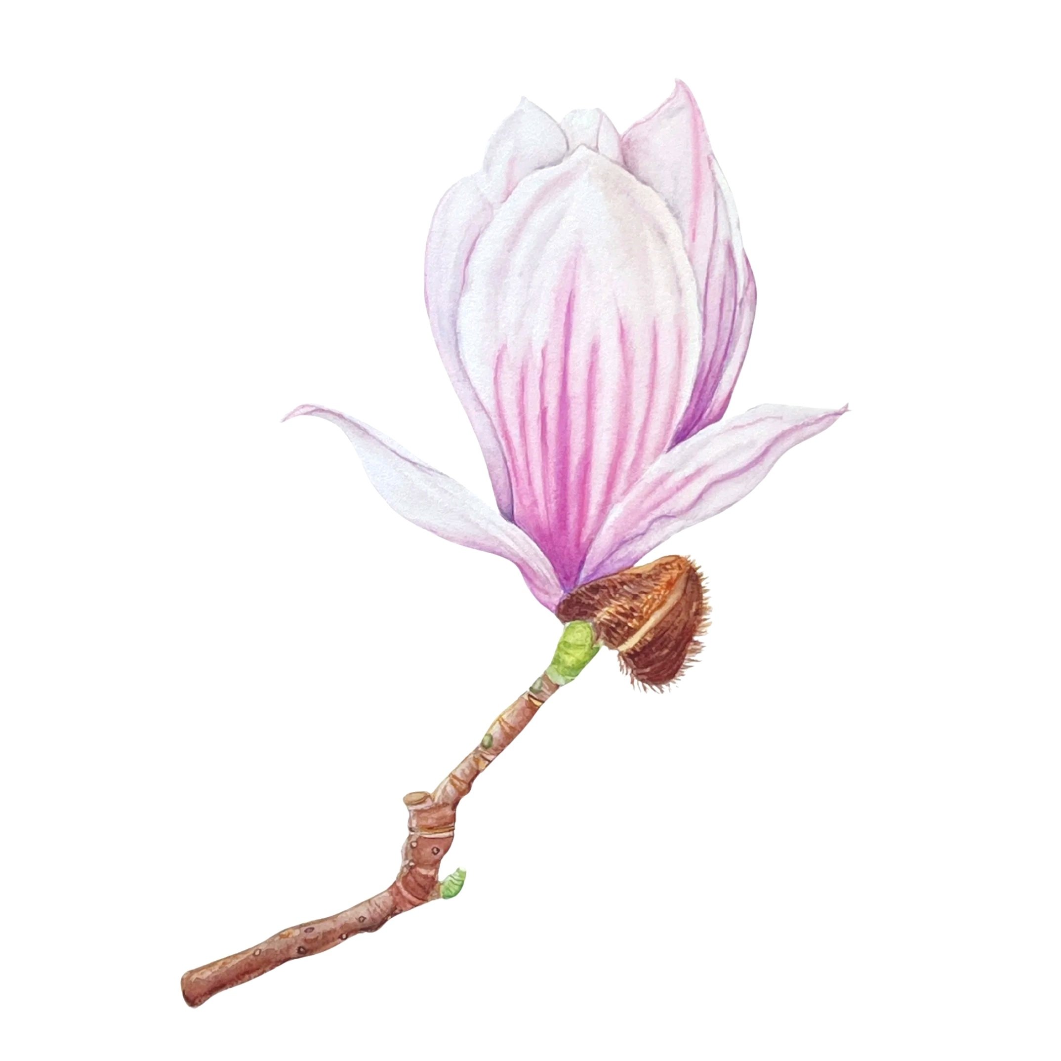 magnolia x soulangeana