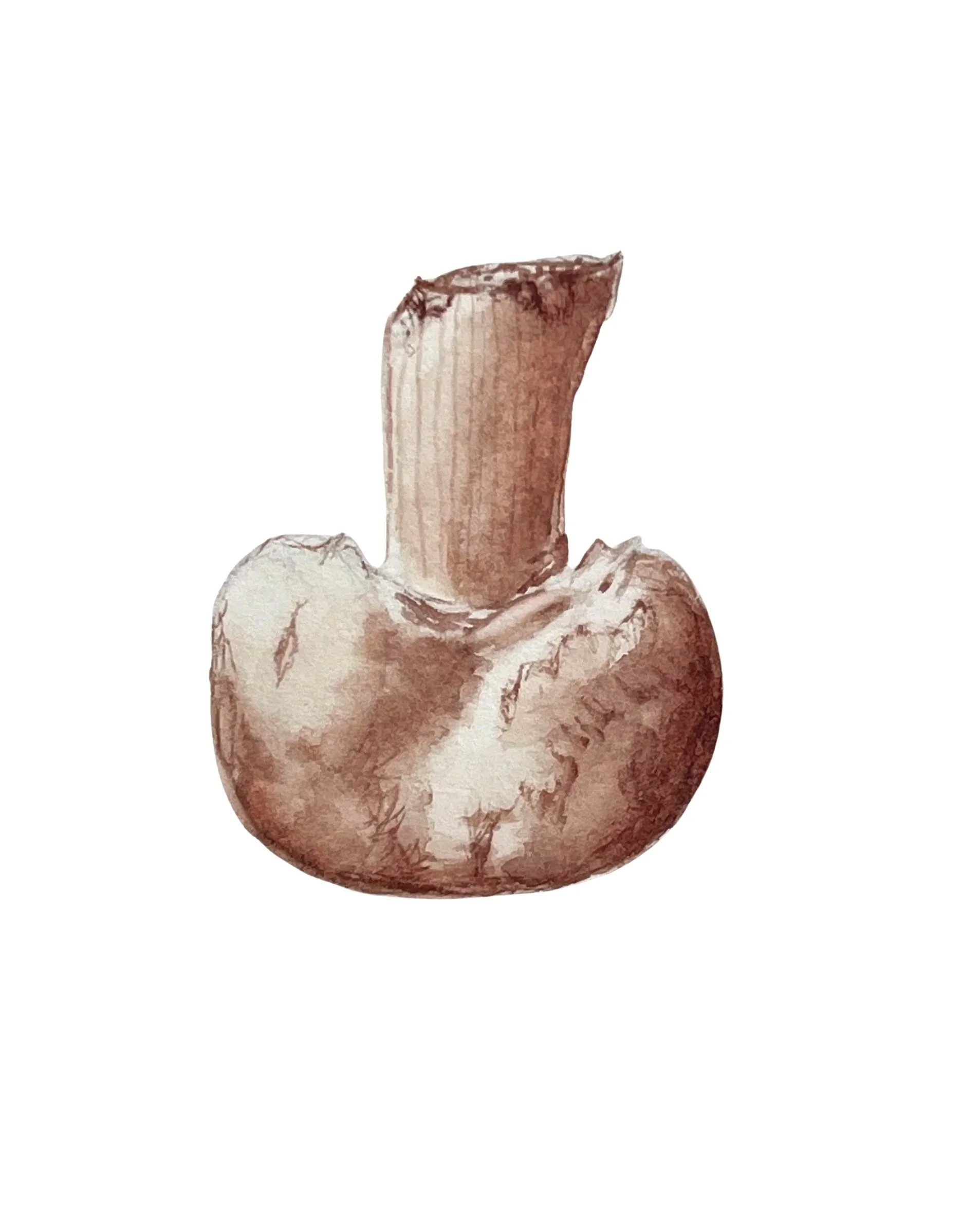 common mushroom