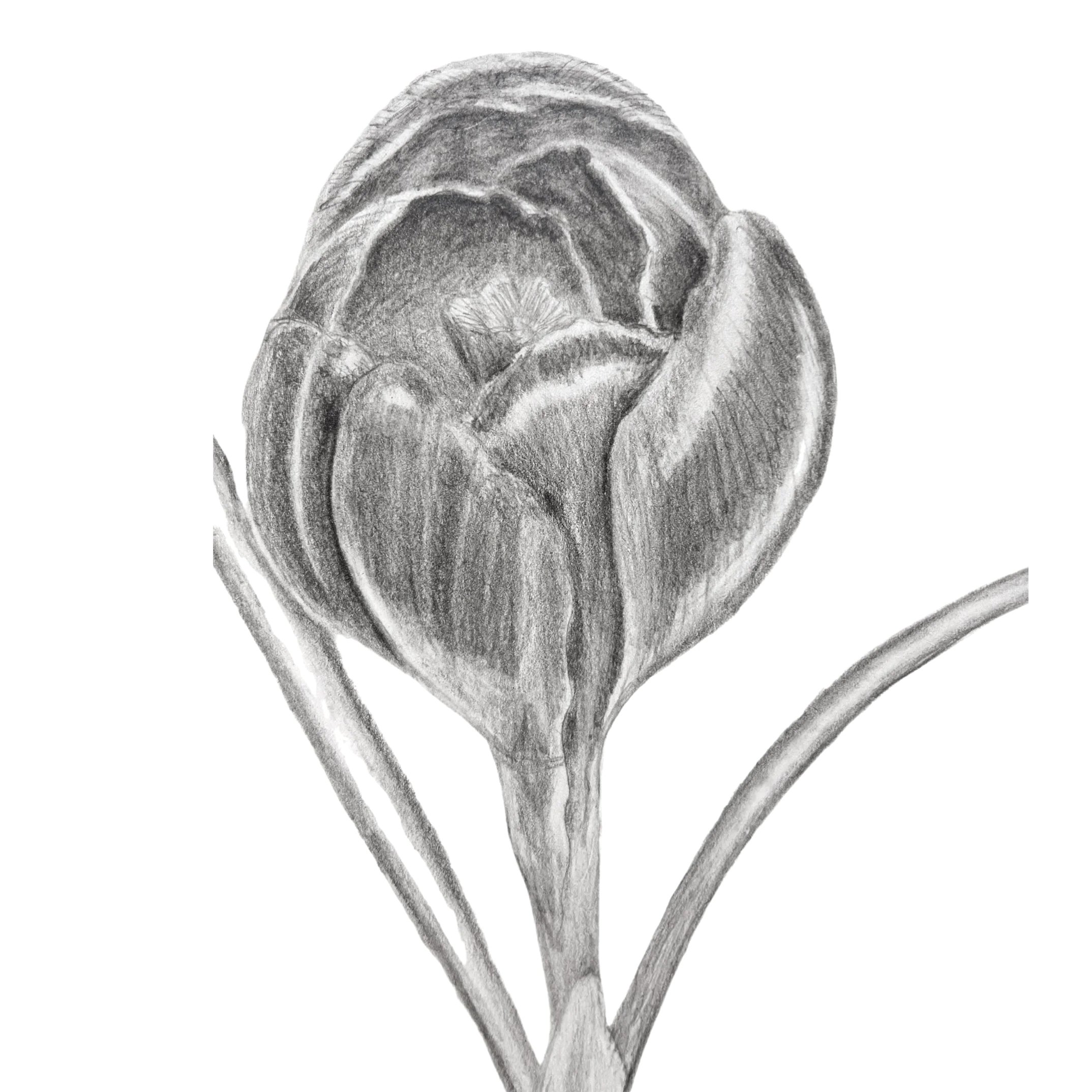 crocus vernus
