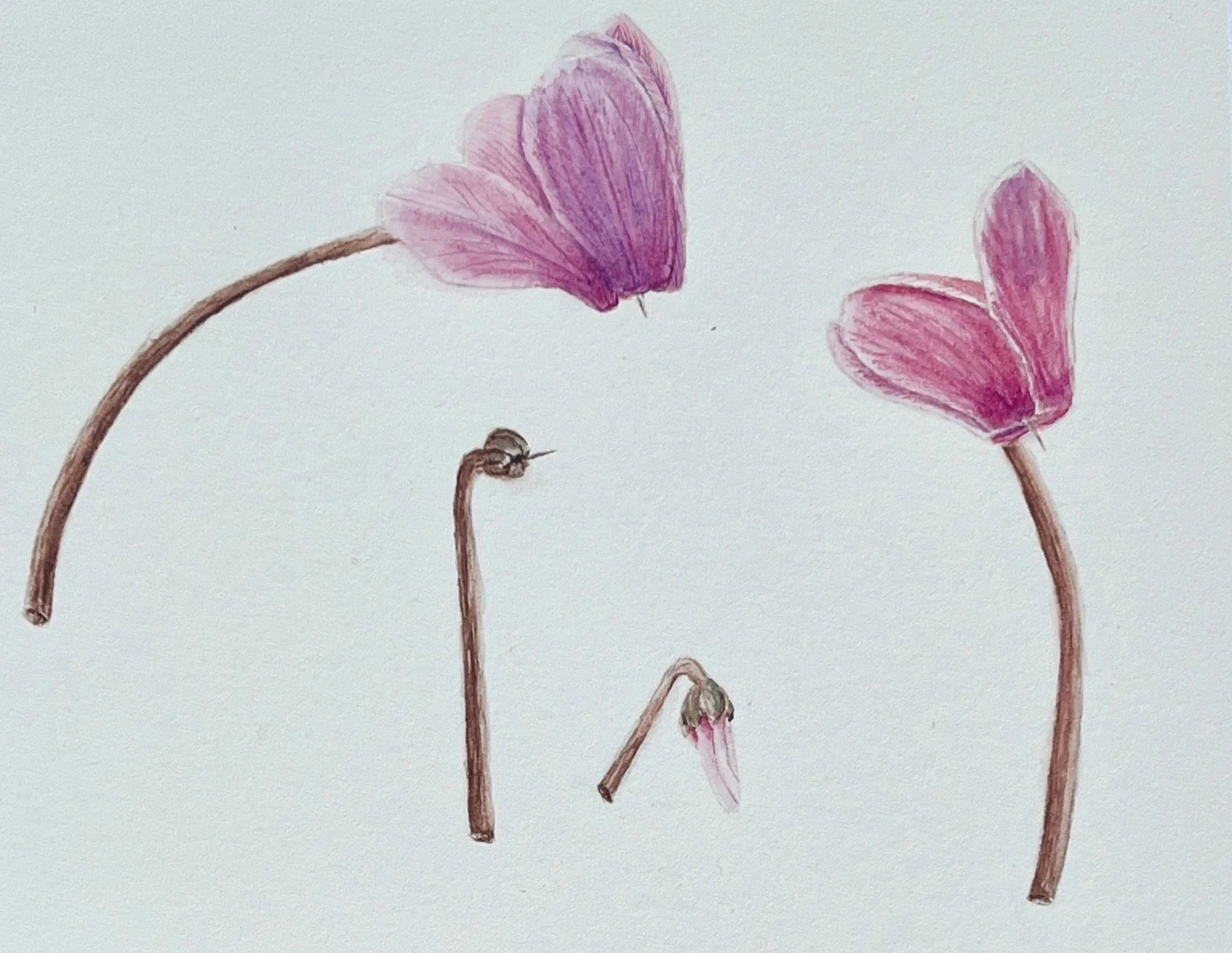 RBGE Botanical Illustration Certificate: Unit 6 Reflection