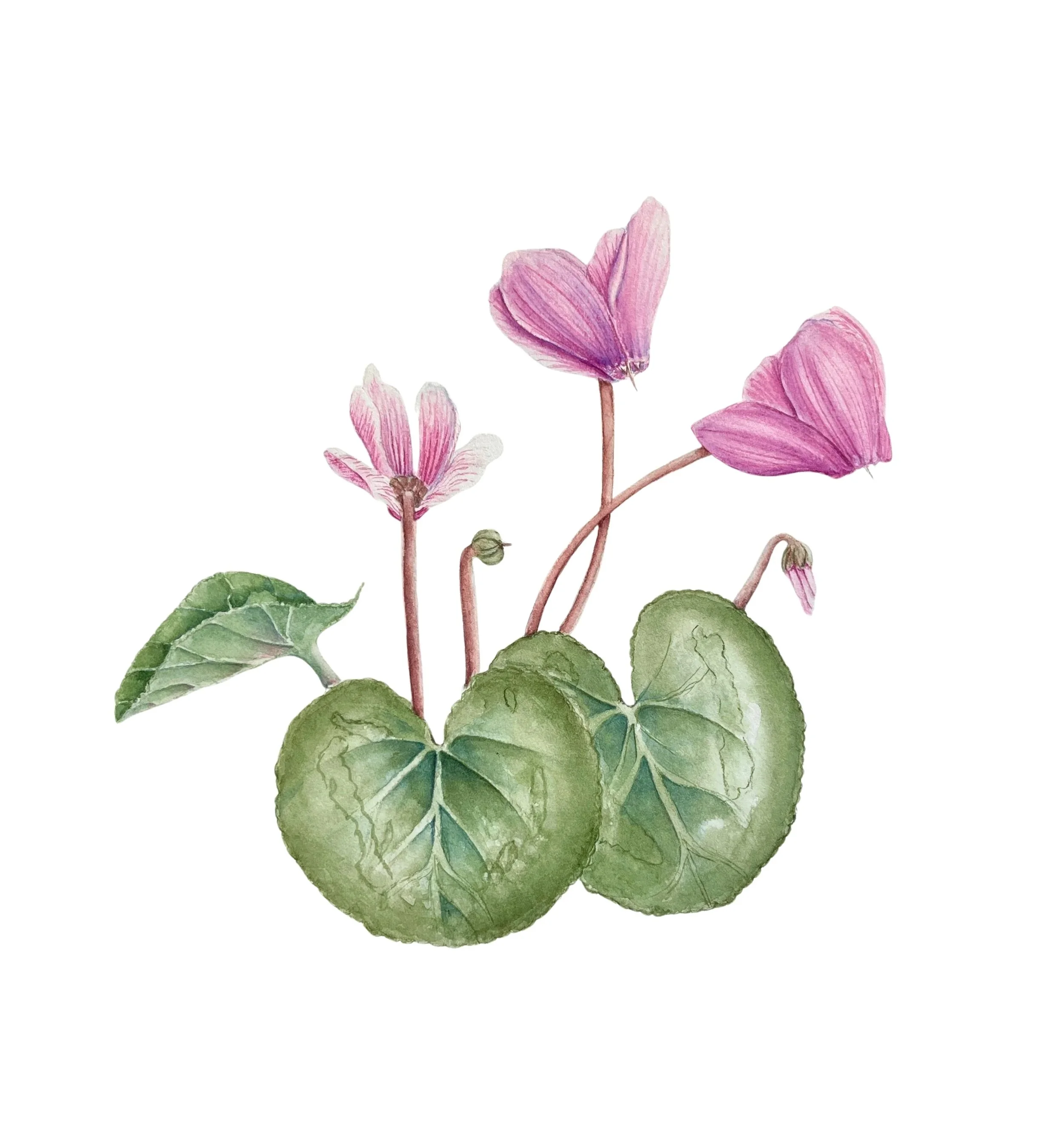 Cyclamen+Final+%28white+background%29.jpg
