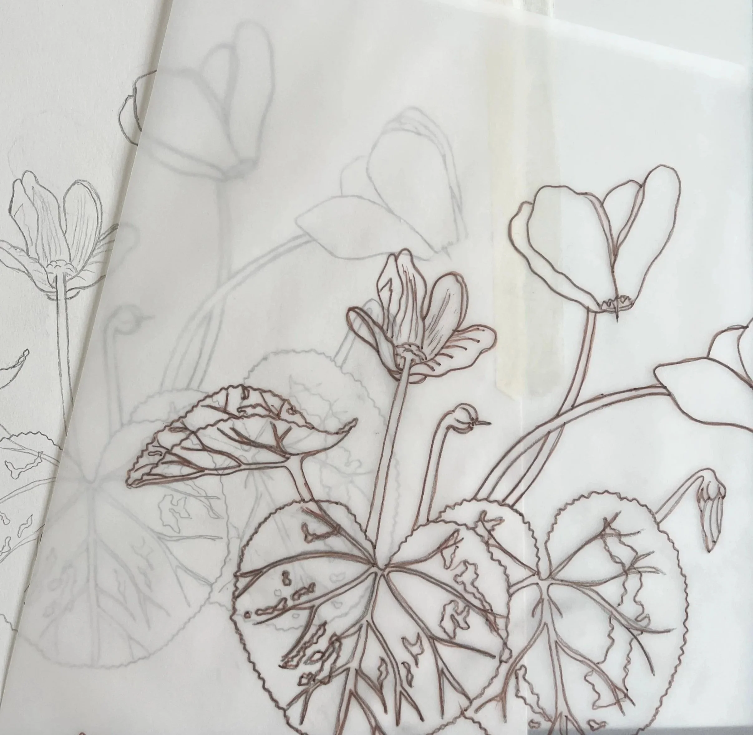 RBGE Botanical Illustration Certificate: Unit 7 Reflection