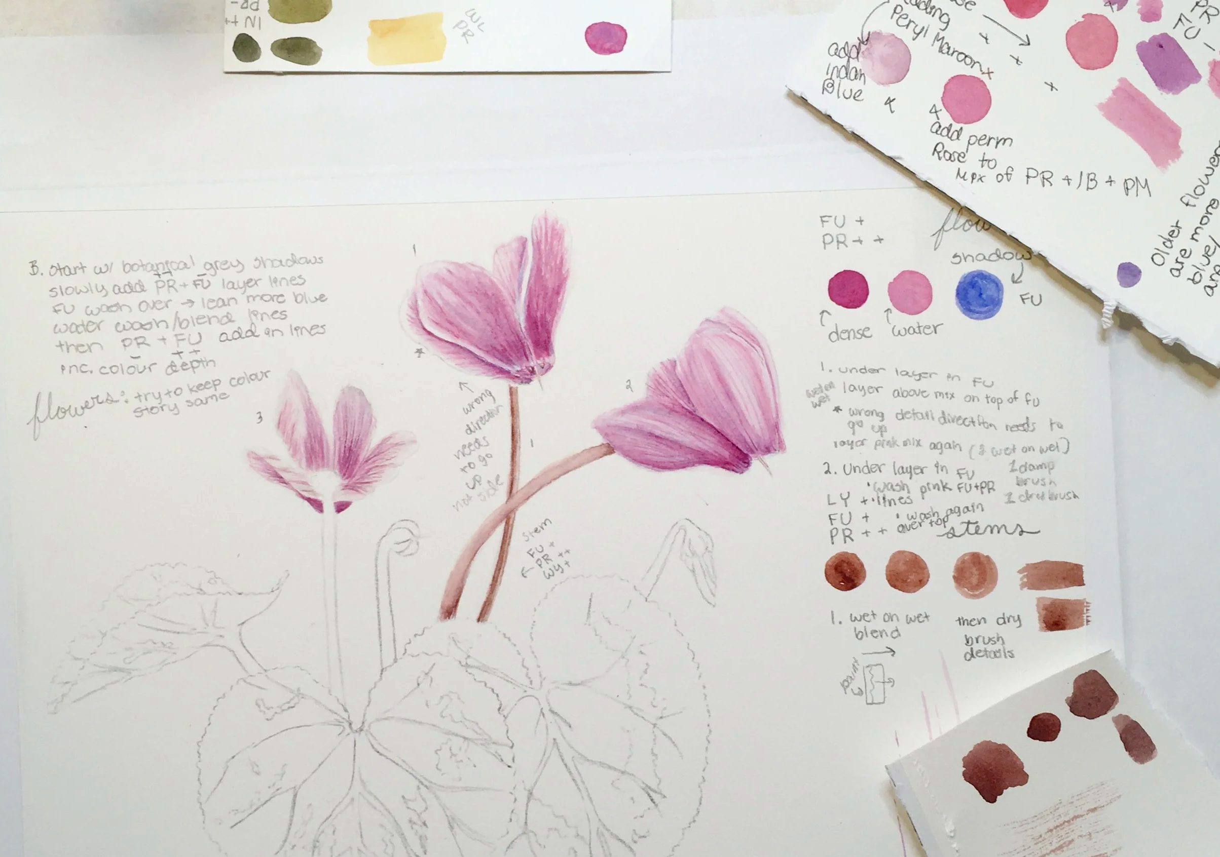 RBGE Botanical Illustration Certificate: Unit 8 Reflection