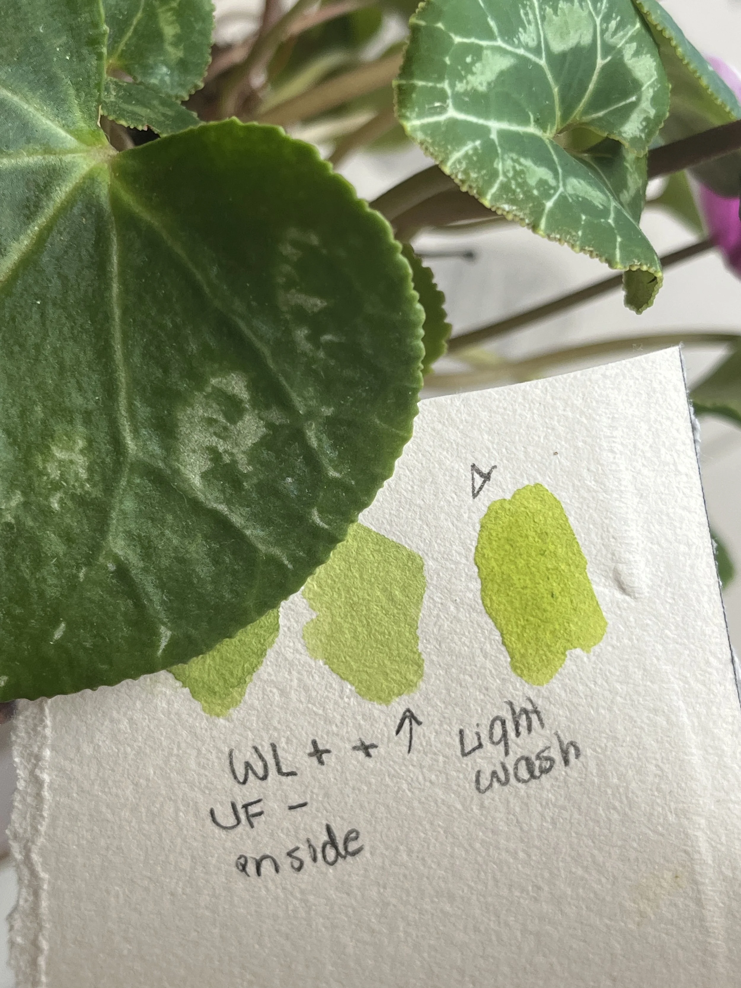 U9, Colour 1_TAllan.JPG