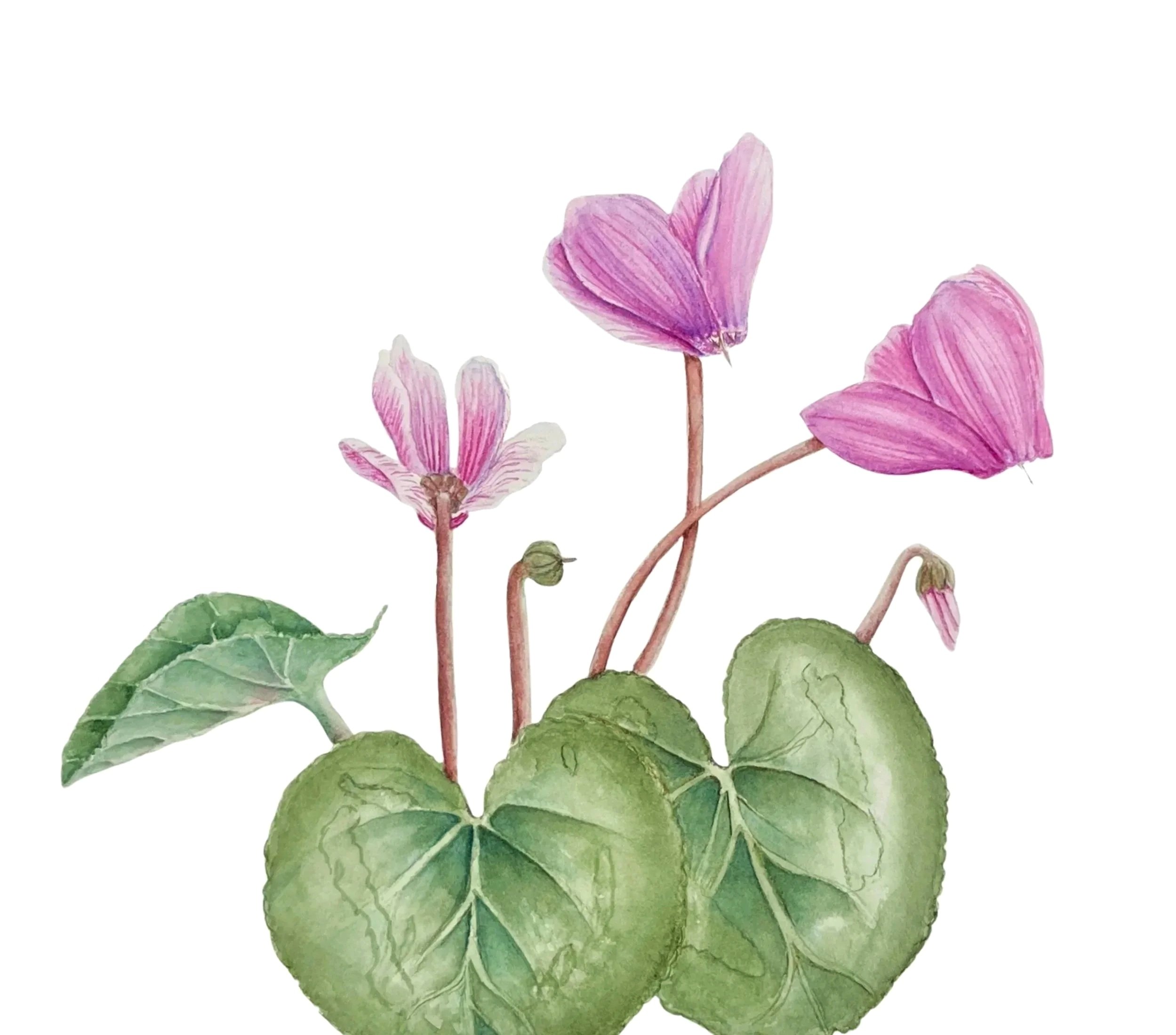 RBGE Botanical Illustration Certificate: Unit 10 Reflection