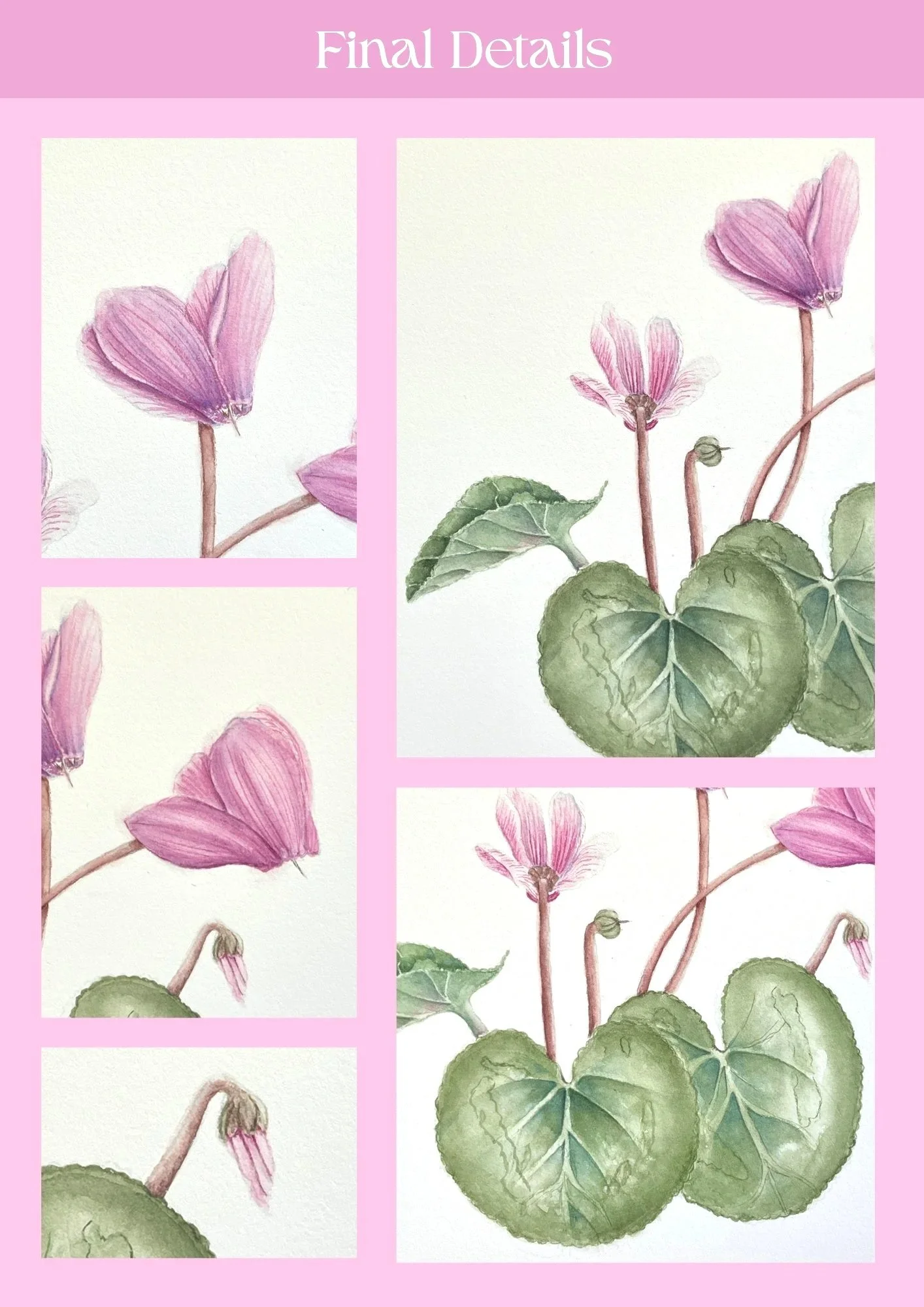 RBGE Botanical Illustration Certificate: Unit 9 Reflection