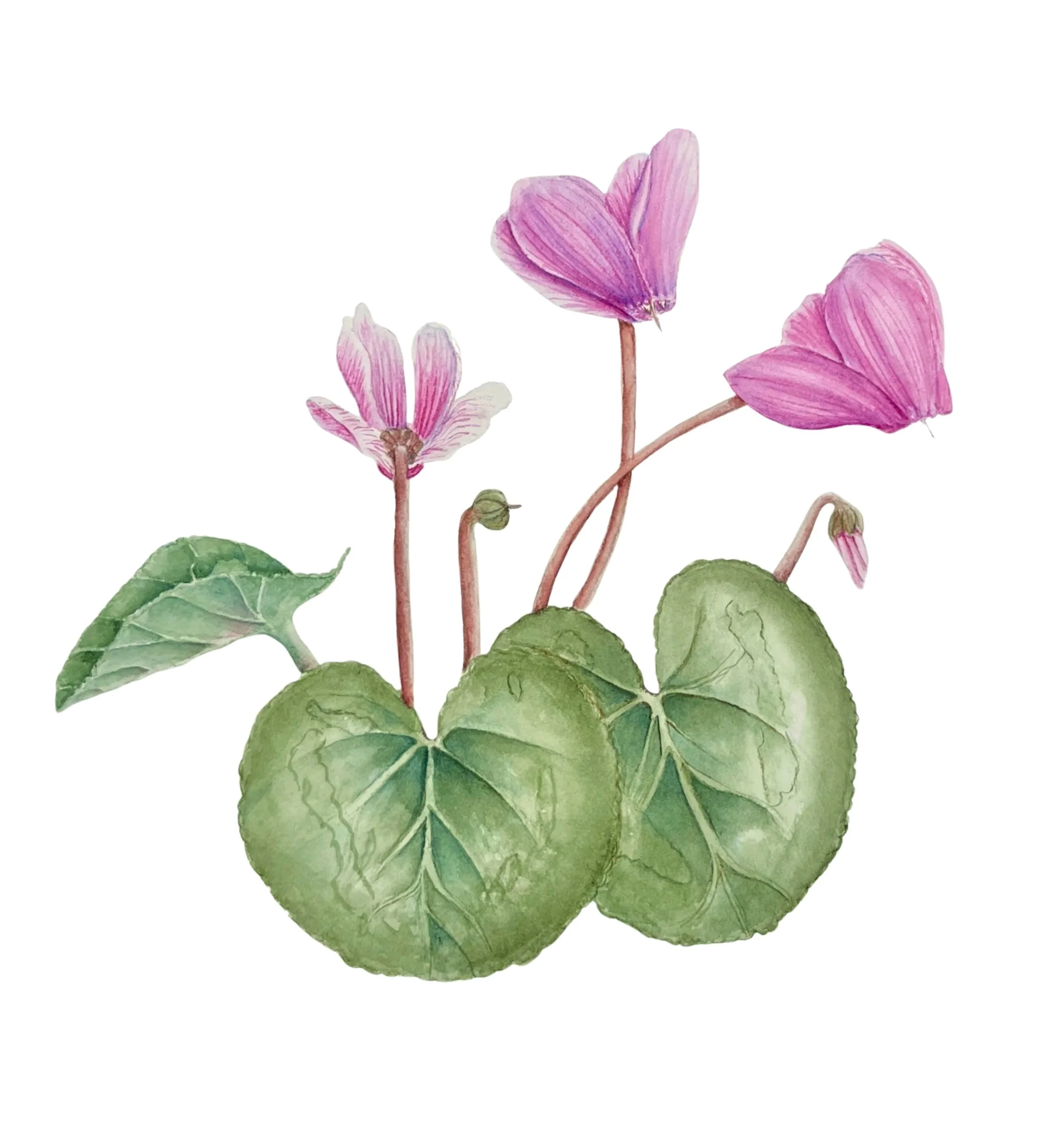Final+Cyclamen+RBGE+%28Final+Final%29.jpg