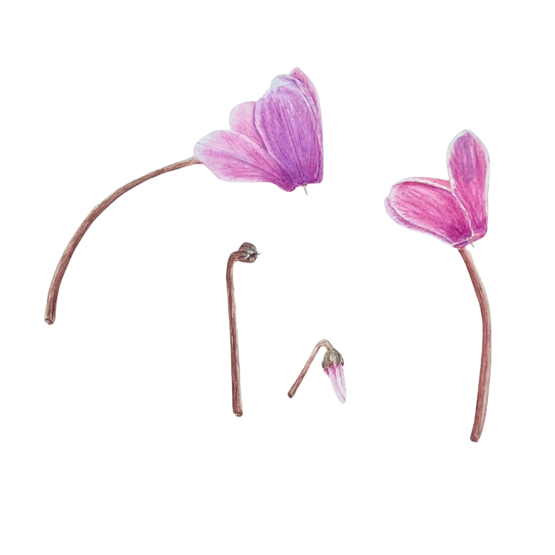cyclamen persicum
