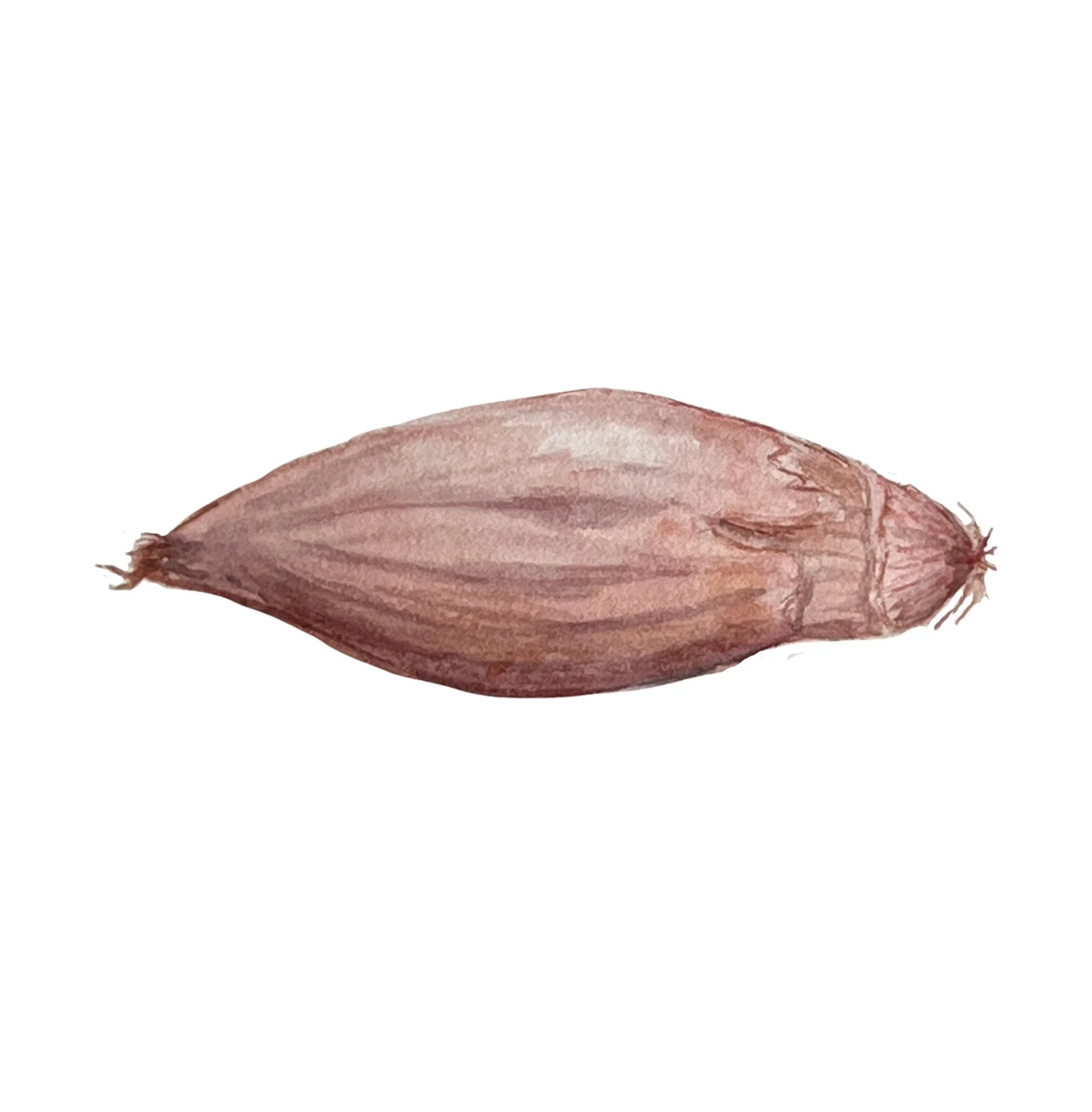 french onion