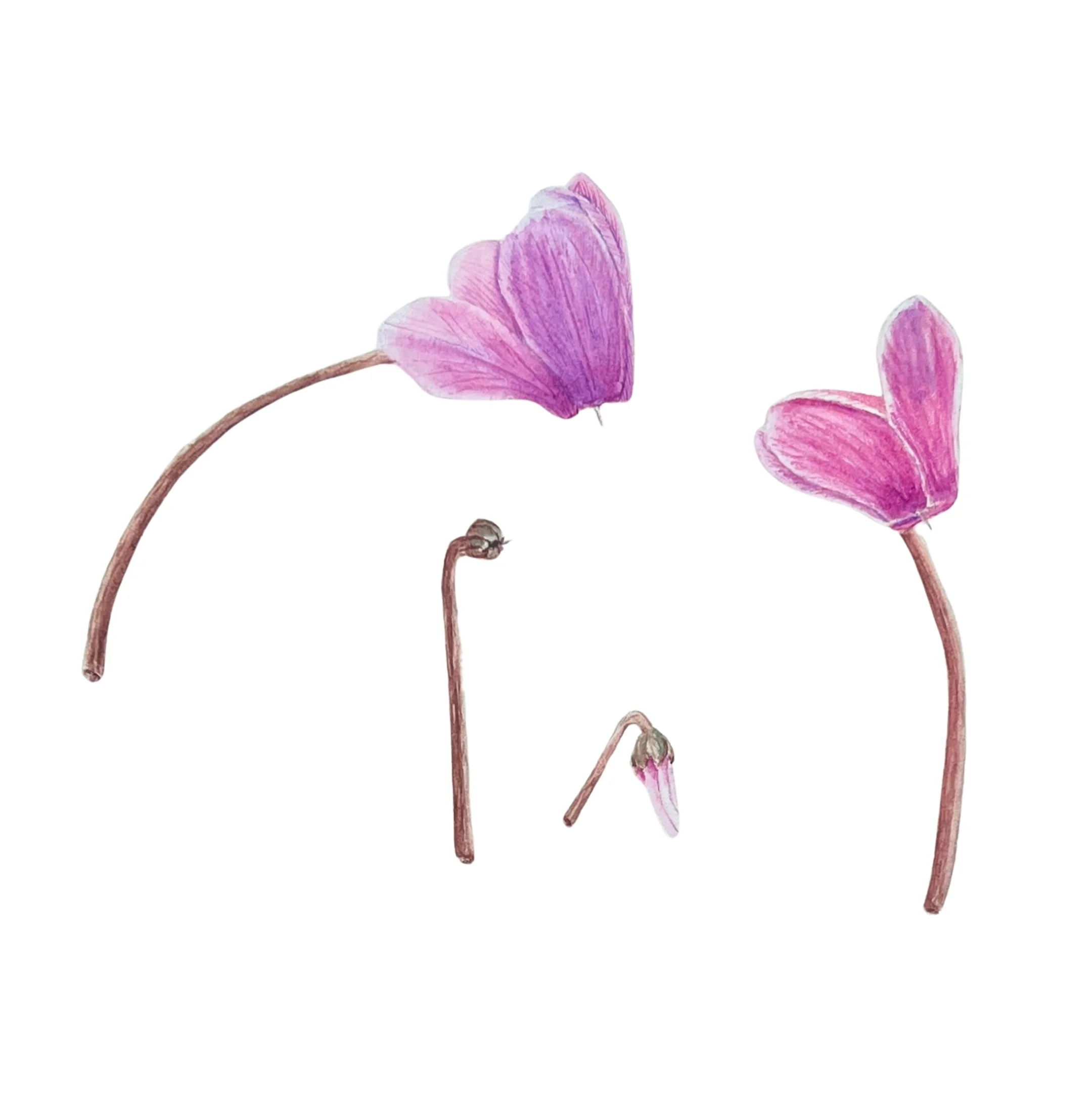 Cyclamen (white BG).jpg
