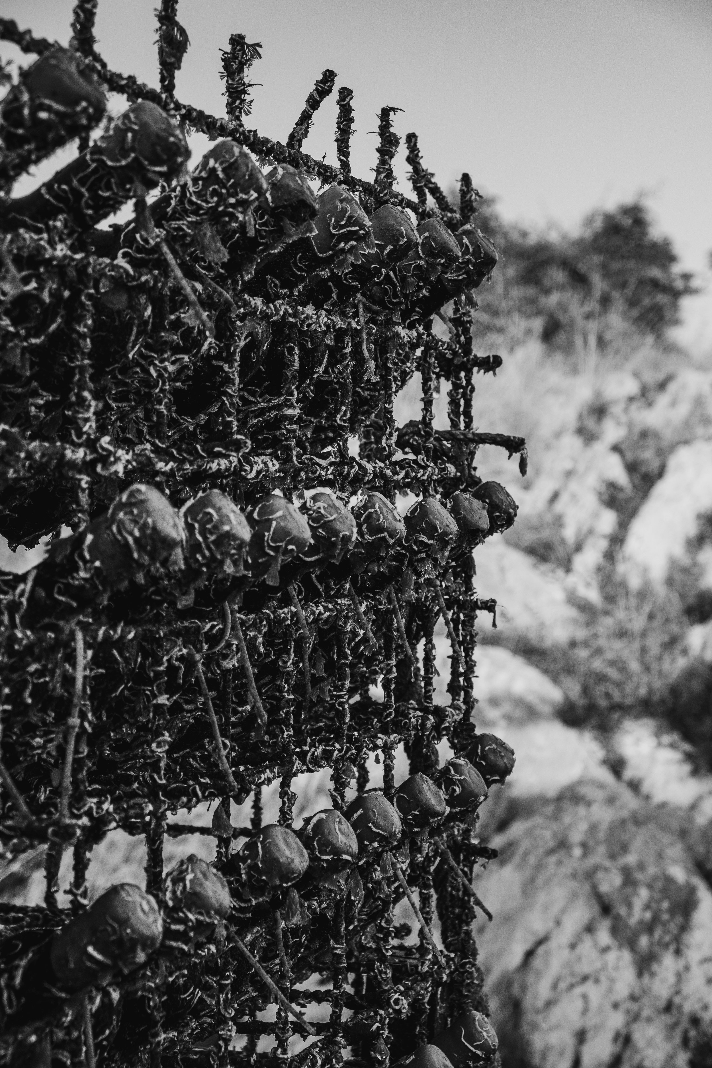 A cage full of sea aged wines.