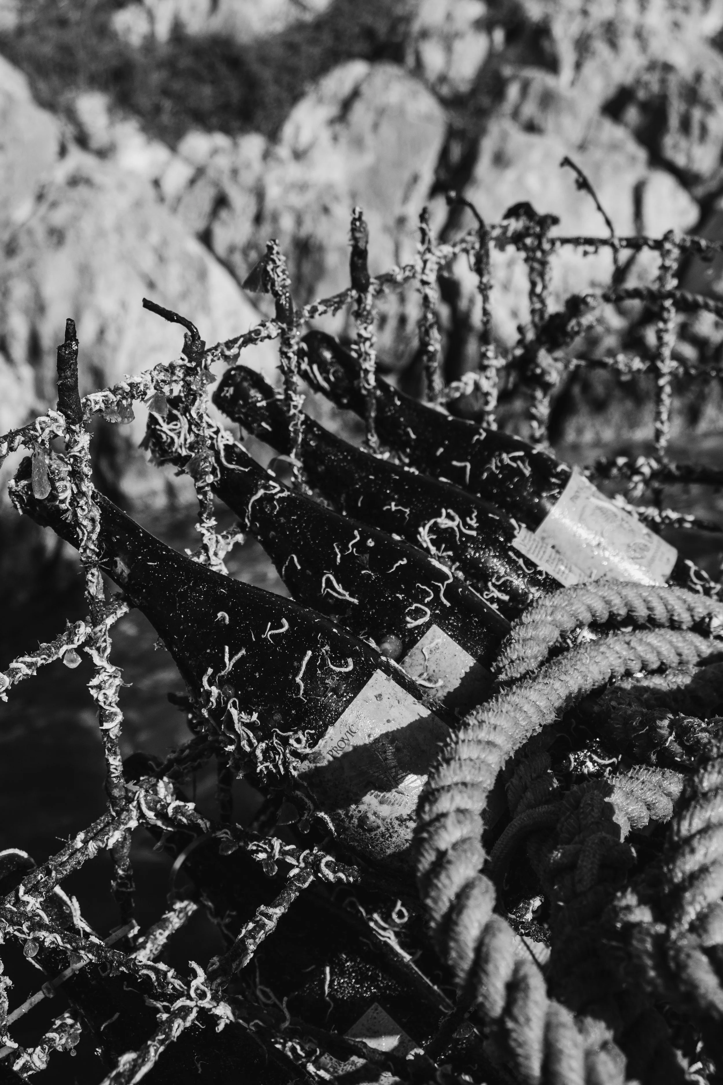 Coral wines taken out of the sea.