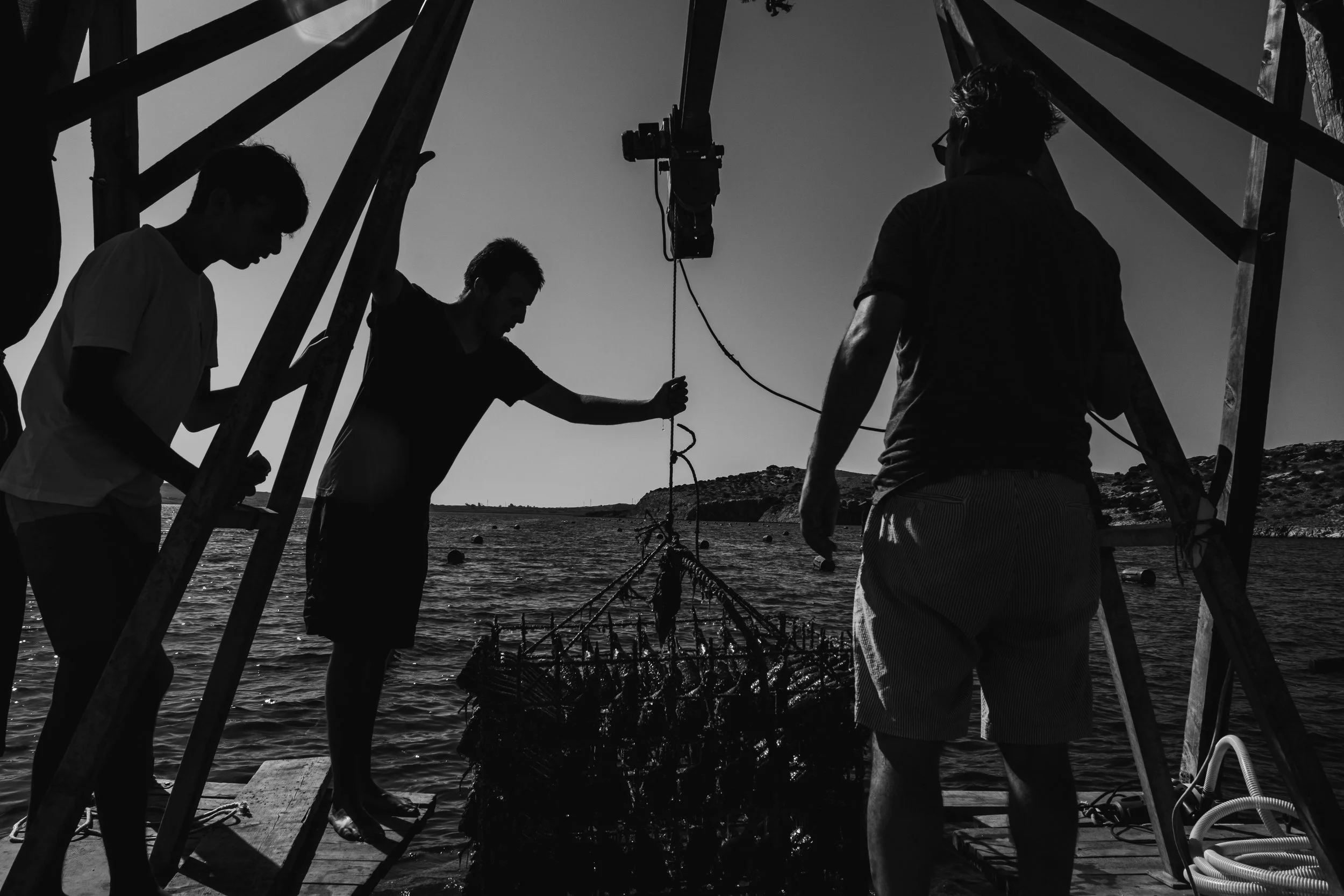 Wines taken out of the sea.