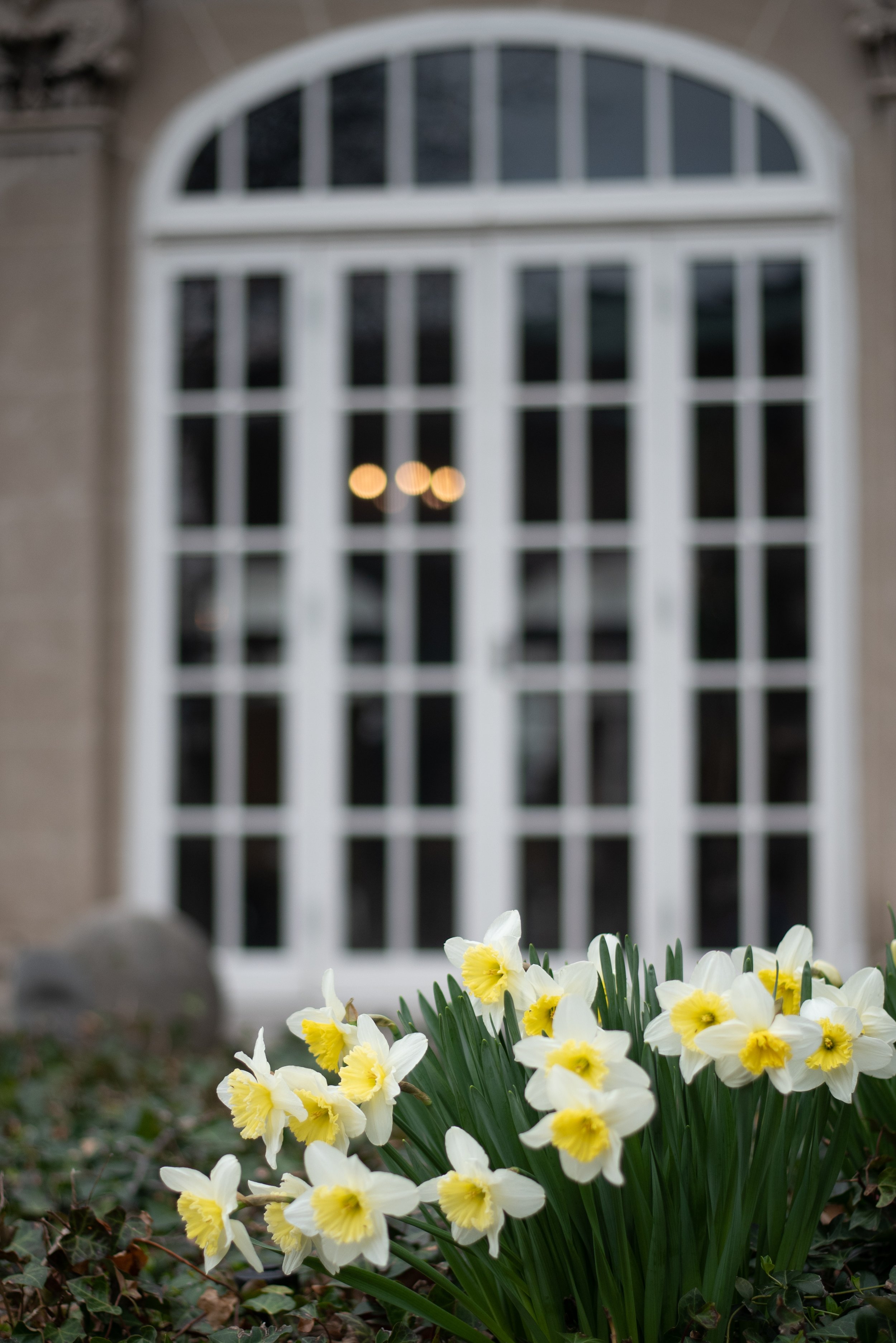 A bunch of white and yellow daffodils in front of a white arched window with multiple panes, set into a stone wall, with some ivy and leaves on the ground.