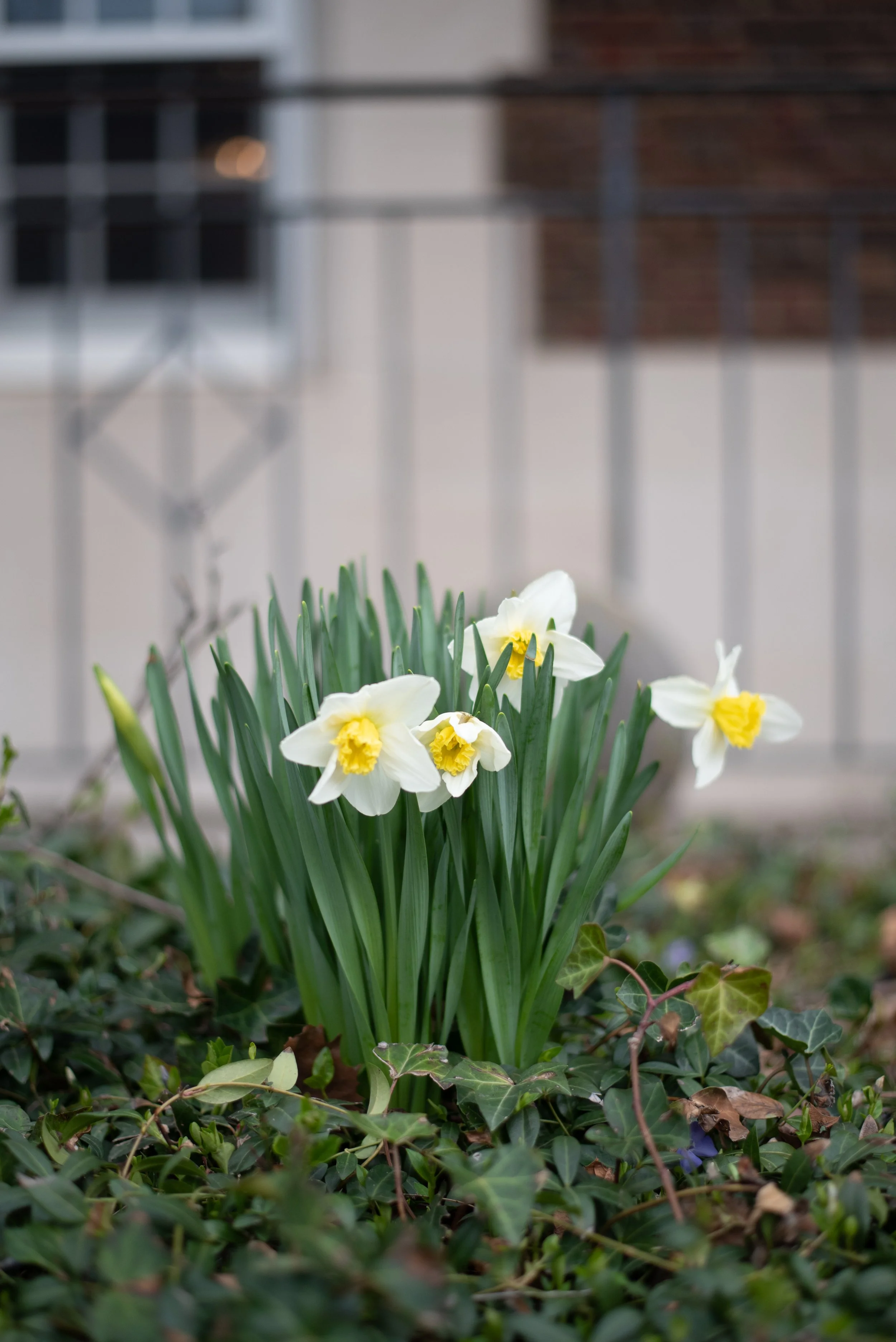 Yellow and white daffodil flowers growing among green leafy plants and ivy on the ground.