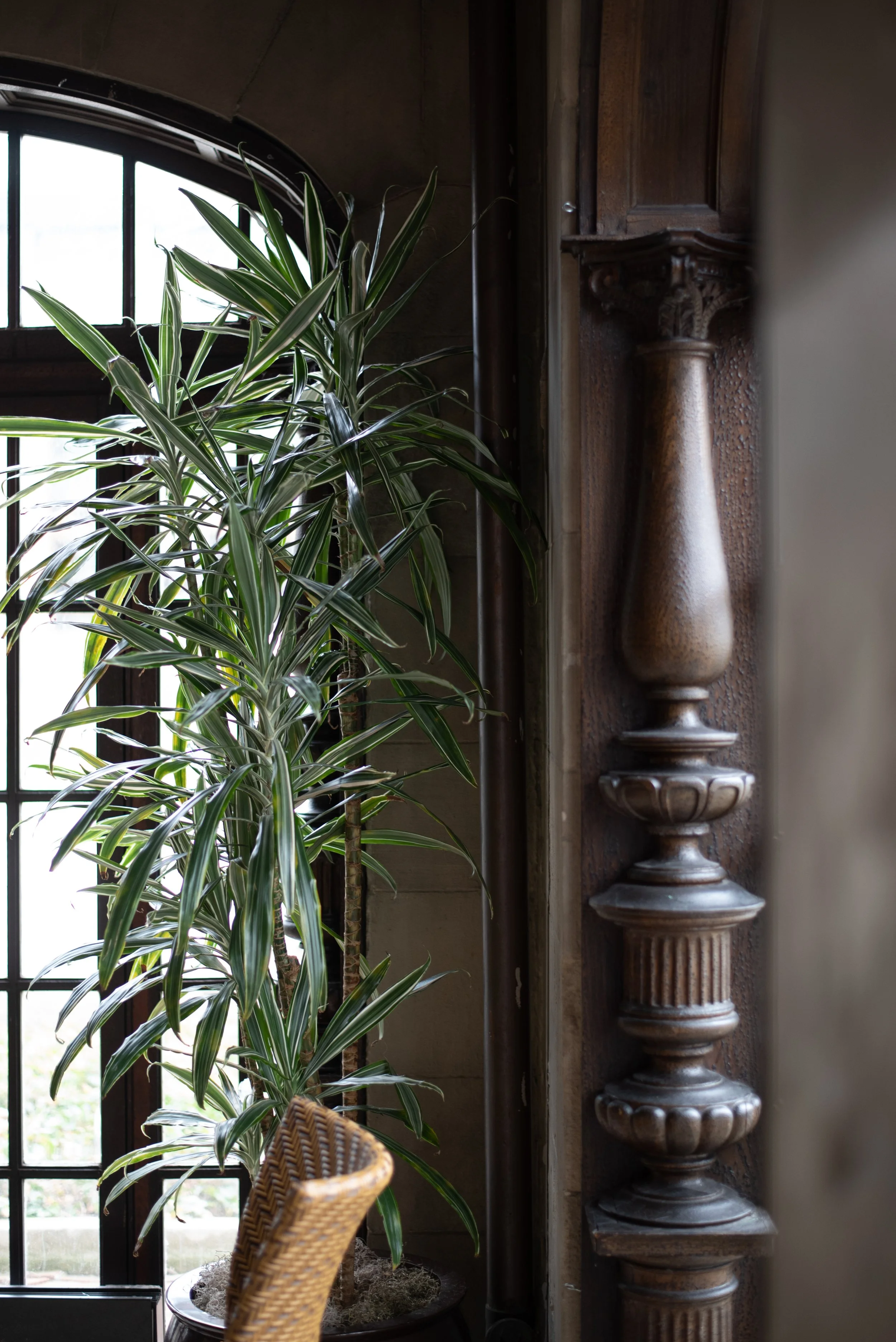 Indoor scene featuring a tall potted green and white striped plant near a window with black framing, and a detailed wooden architectural column or ornament on the right side, with wicker furniture visible in the foreground.