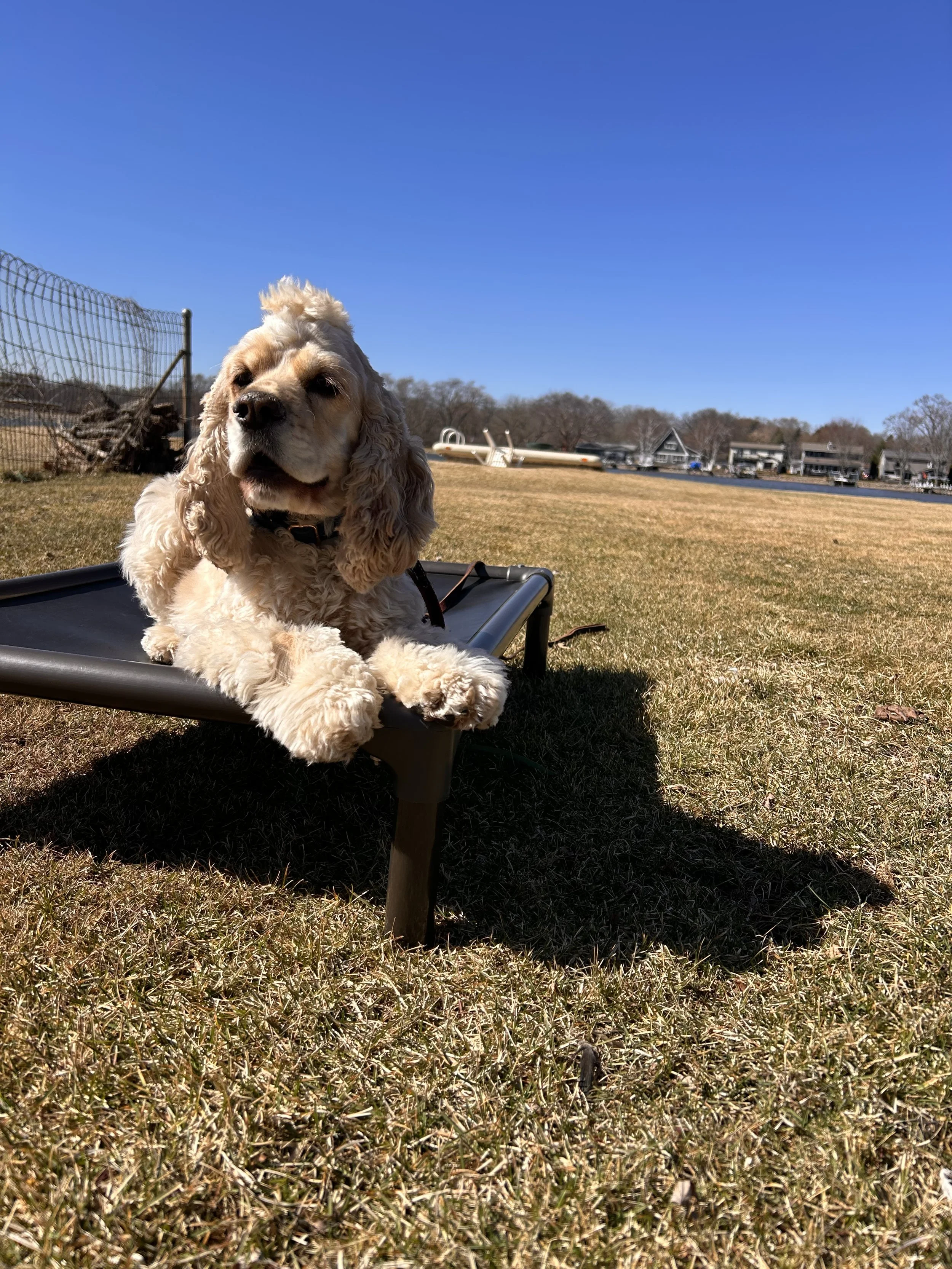 Miro Outside Laying down on place.JPG