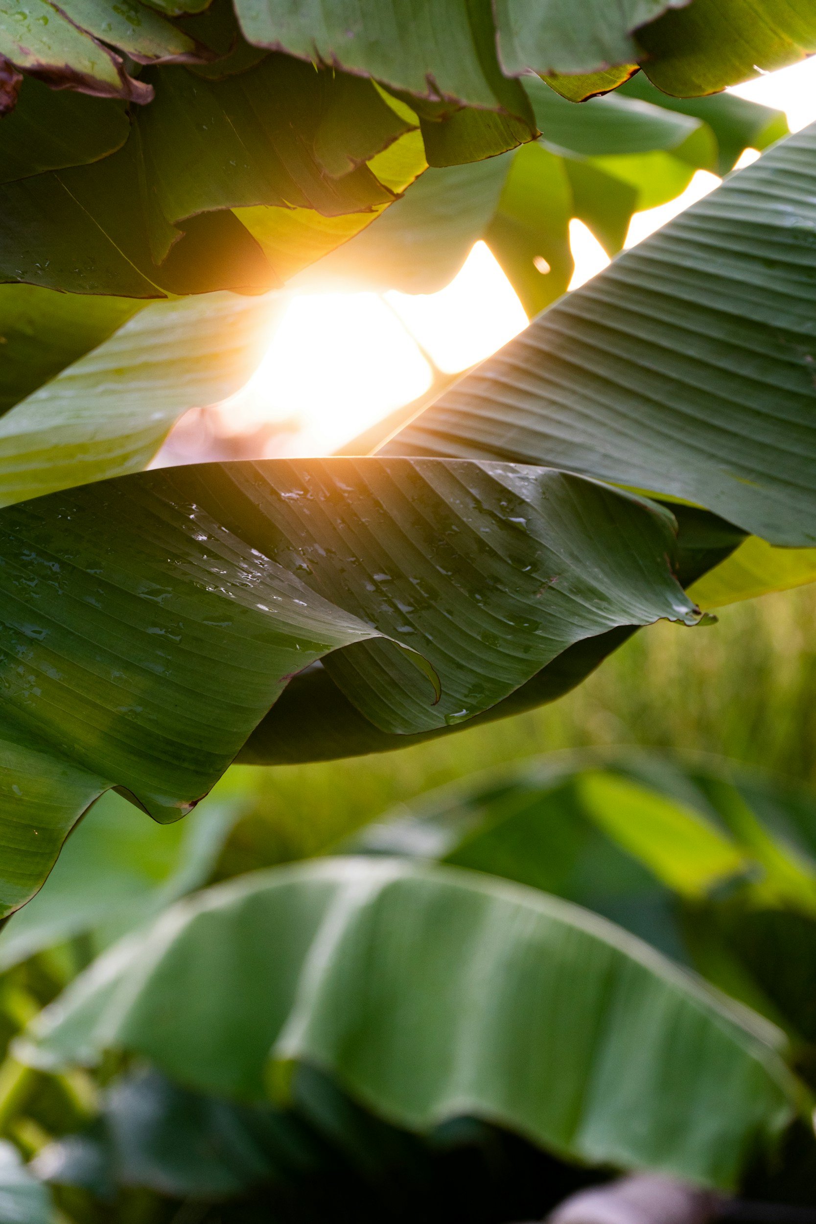 Dichtbij opname van groene bladeren van een plant, met zonlicht dat er doorheen schemert.