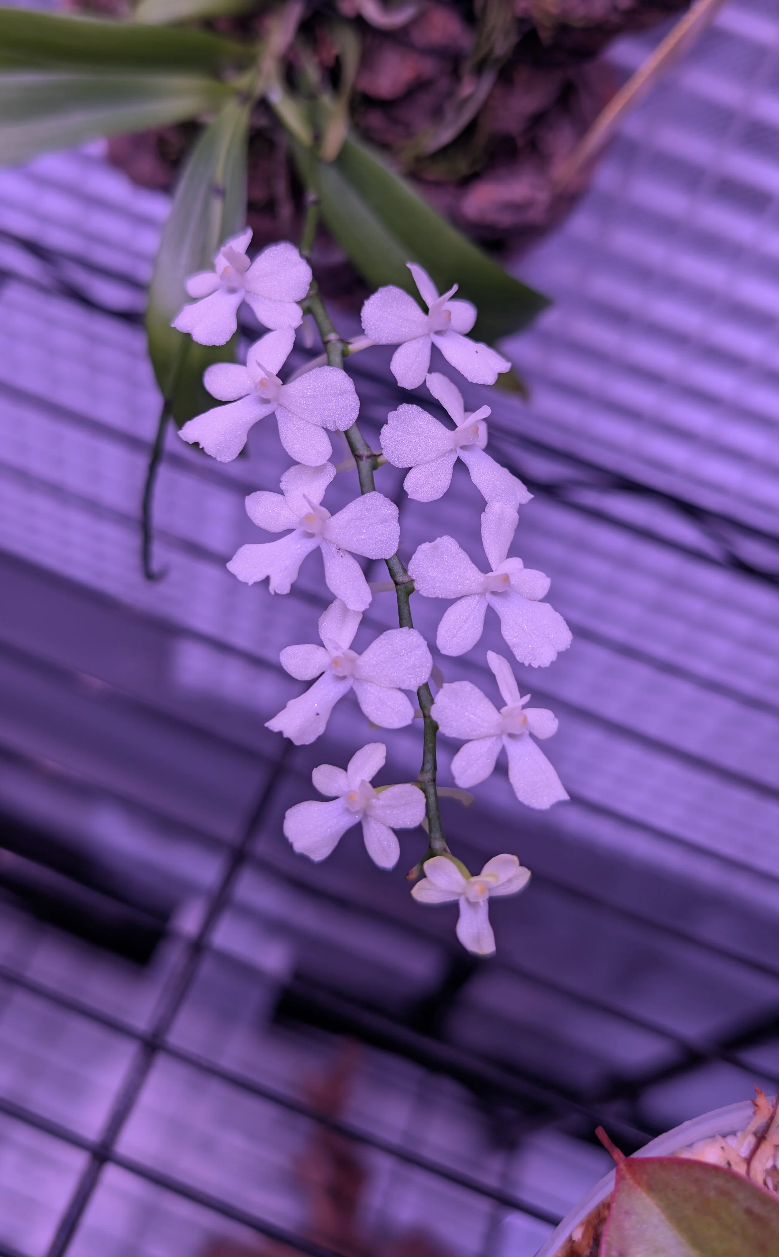 Aerangis Citrata - Mounted