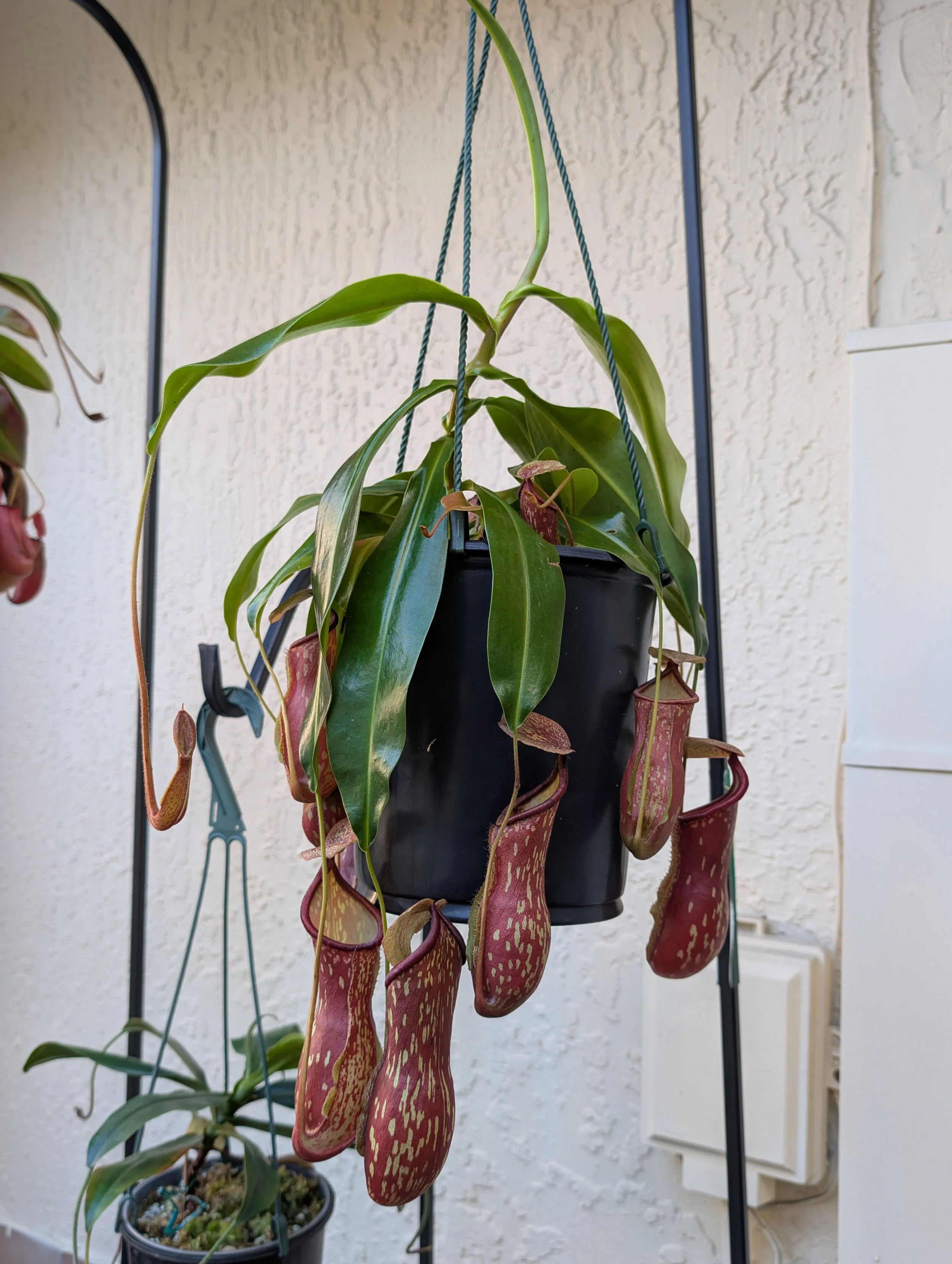 N. Khasiana x (Ventricosa x Maxima) ' Gaya '