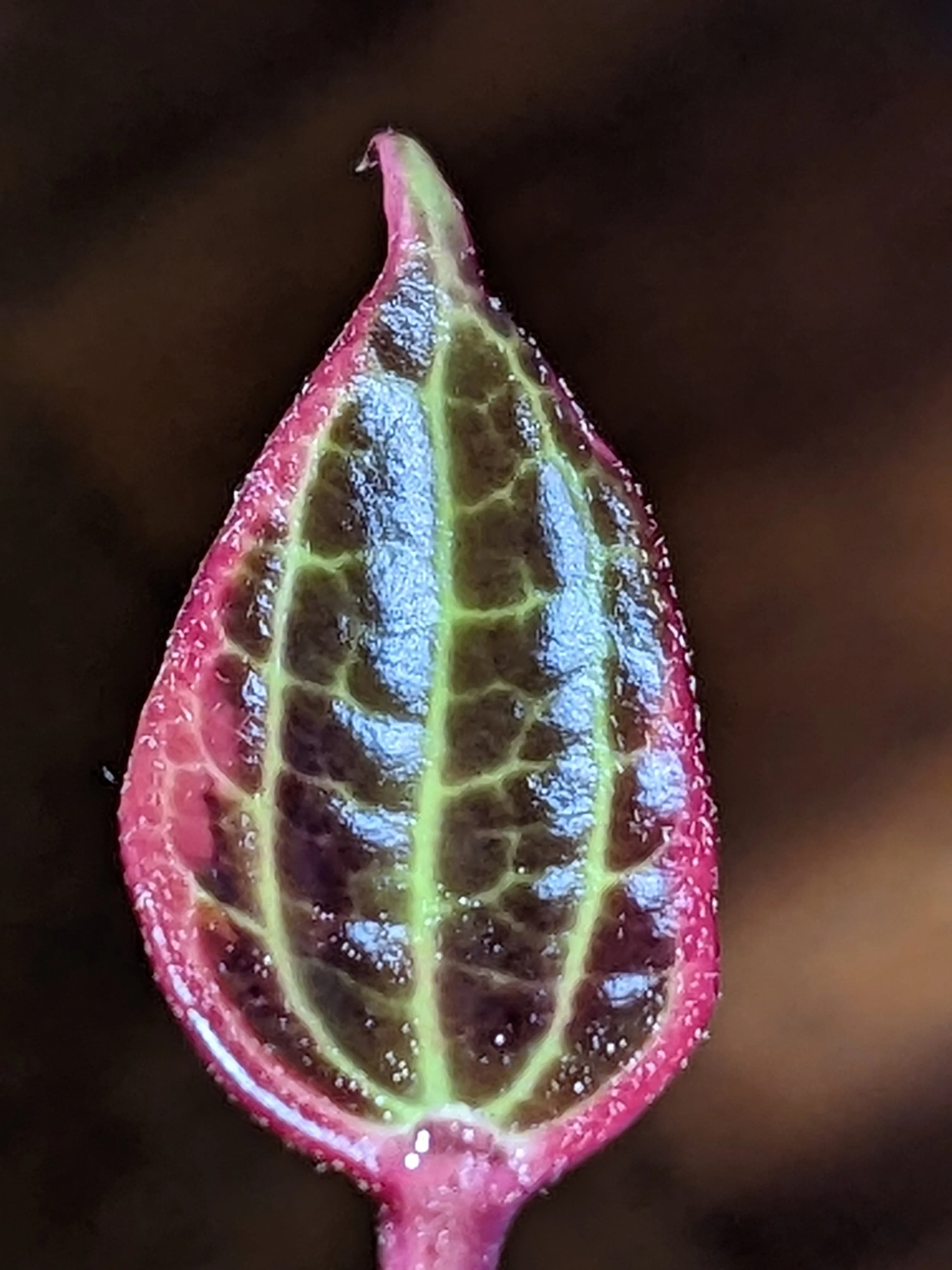 Hoya Macrophylla Albomarginata