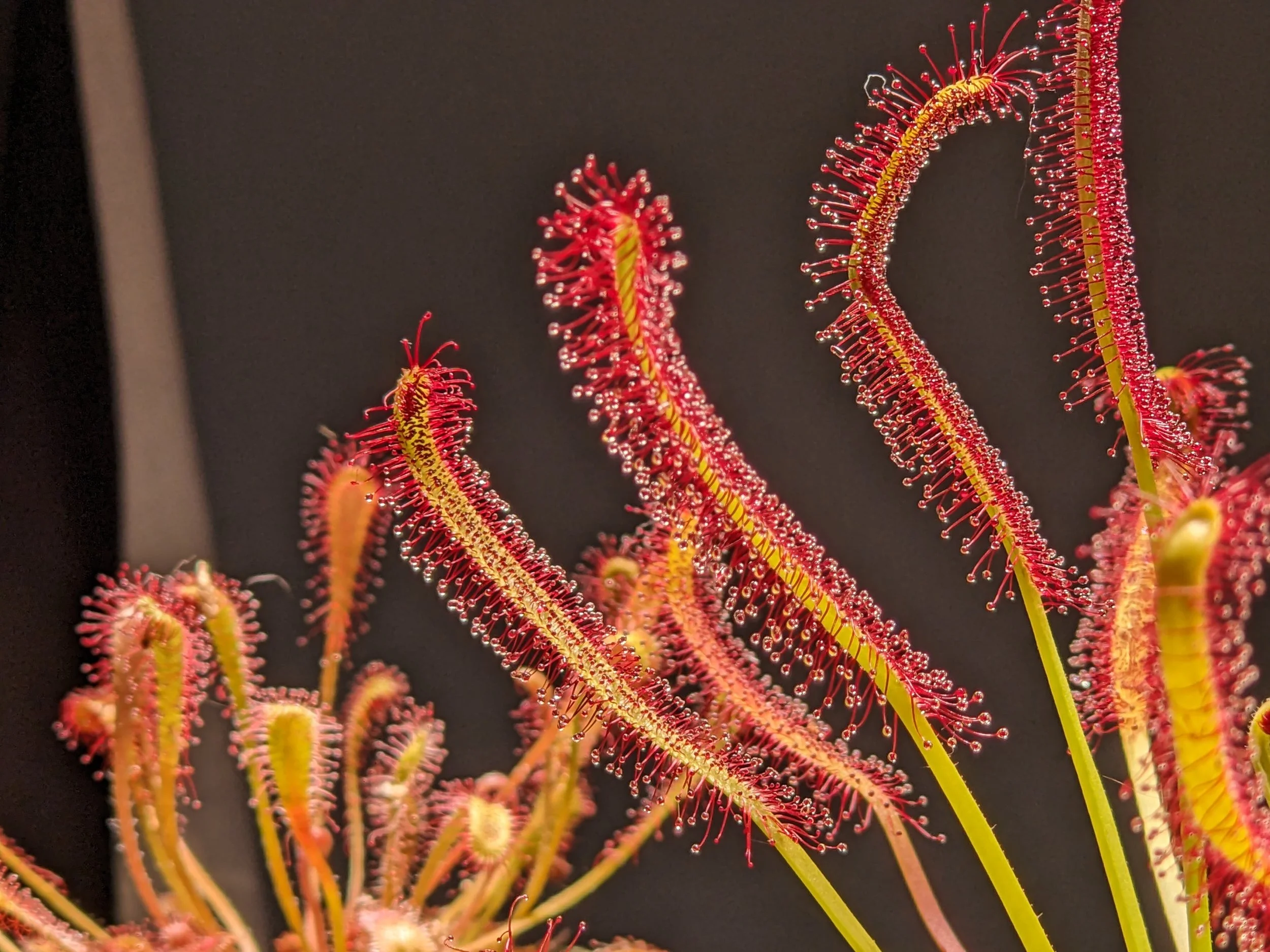 Drosera Capensis