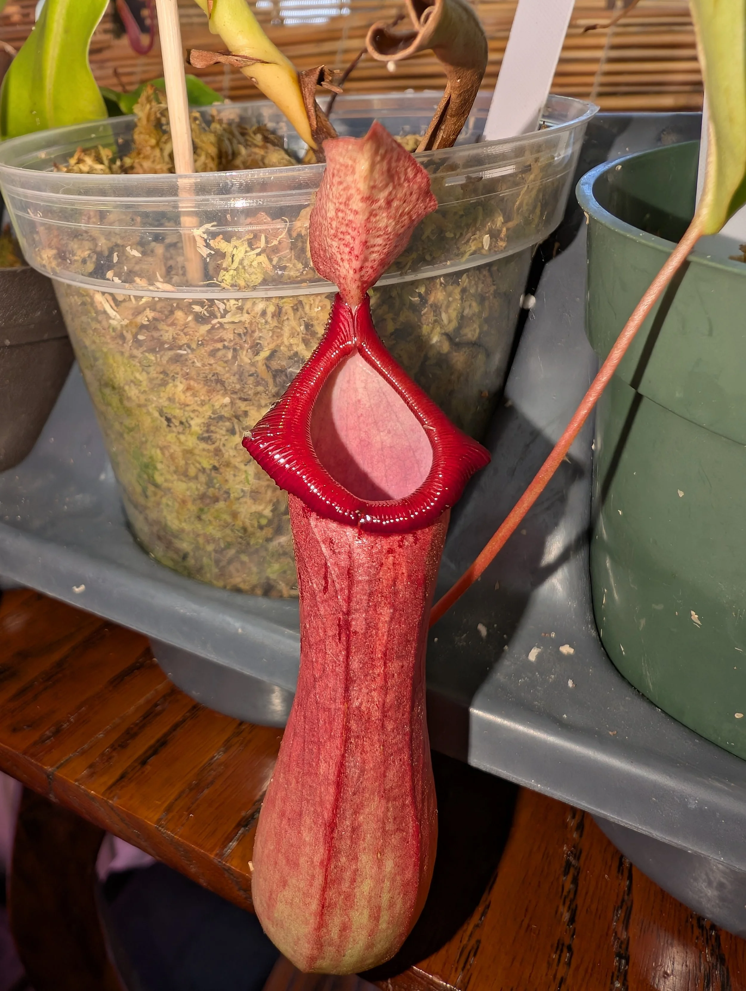 Nepenthes Ventrata (R/C With Growth)