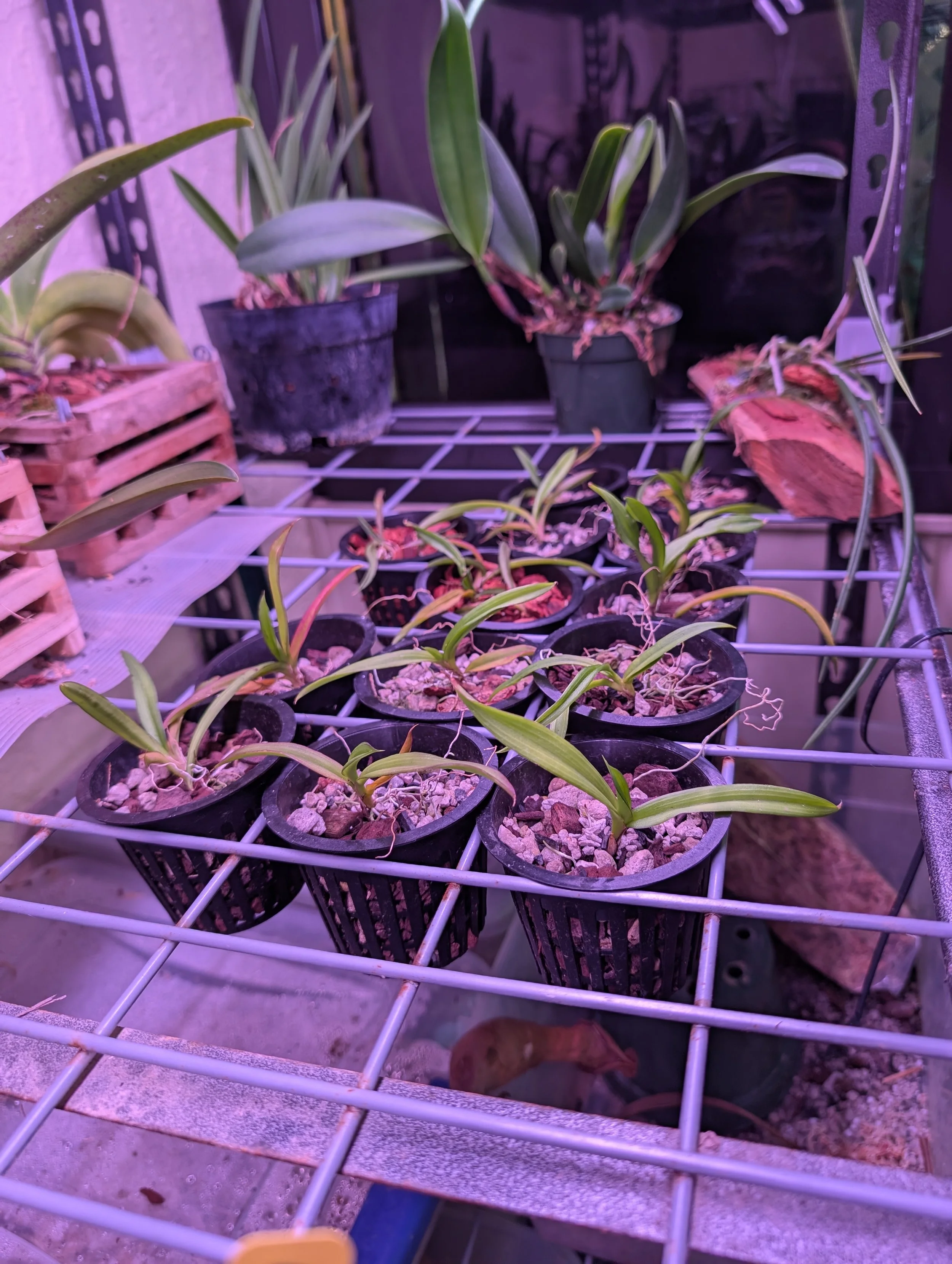 Ionopsis Utricularioides (Florida Native)