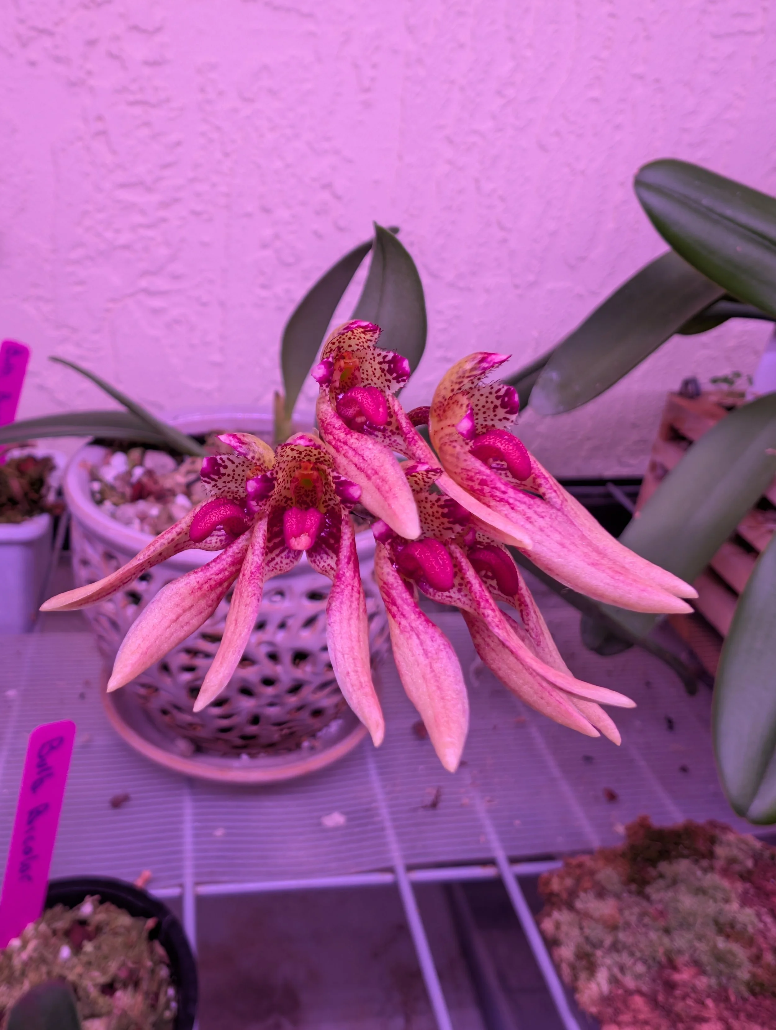 Bulbophyllum Bloaense