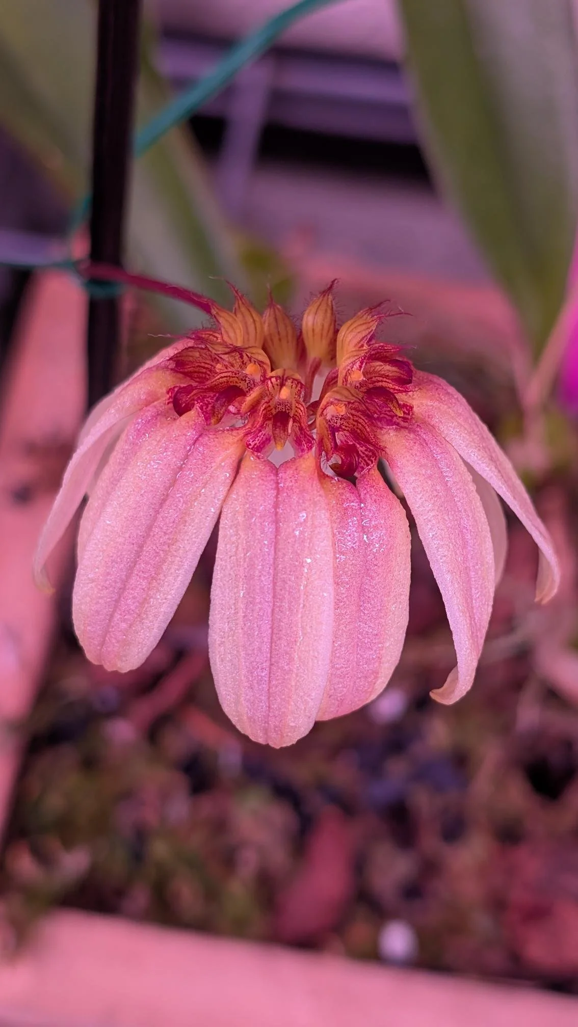 Bulbophyllum Roxburghii