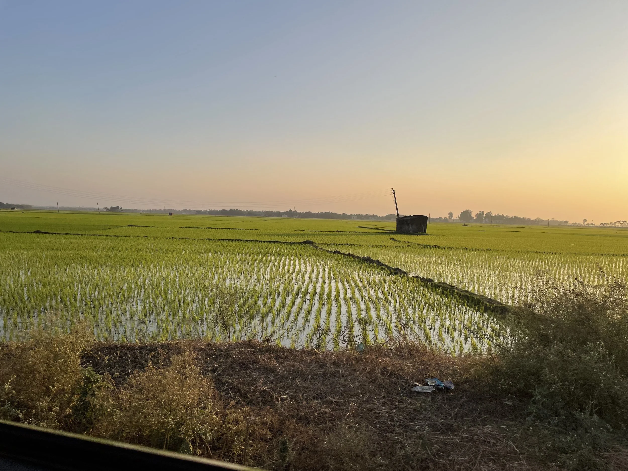 rice fields.jpg