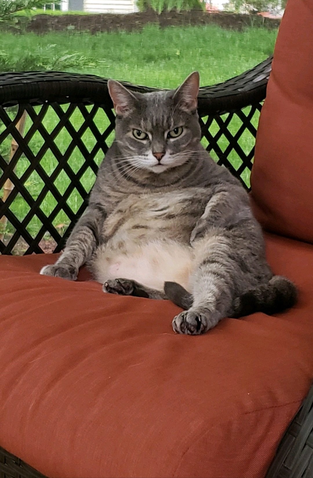 A grey tabby cat sitting relaxed on a cushion in an outdoor patio area with green grass and a screen in the background.