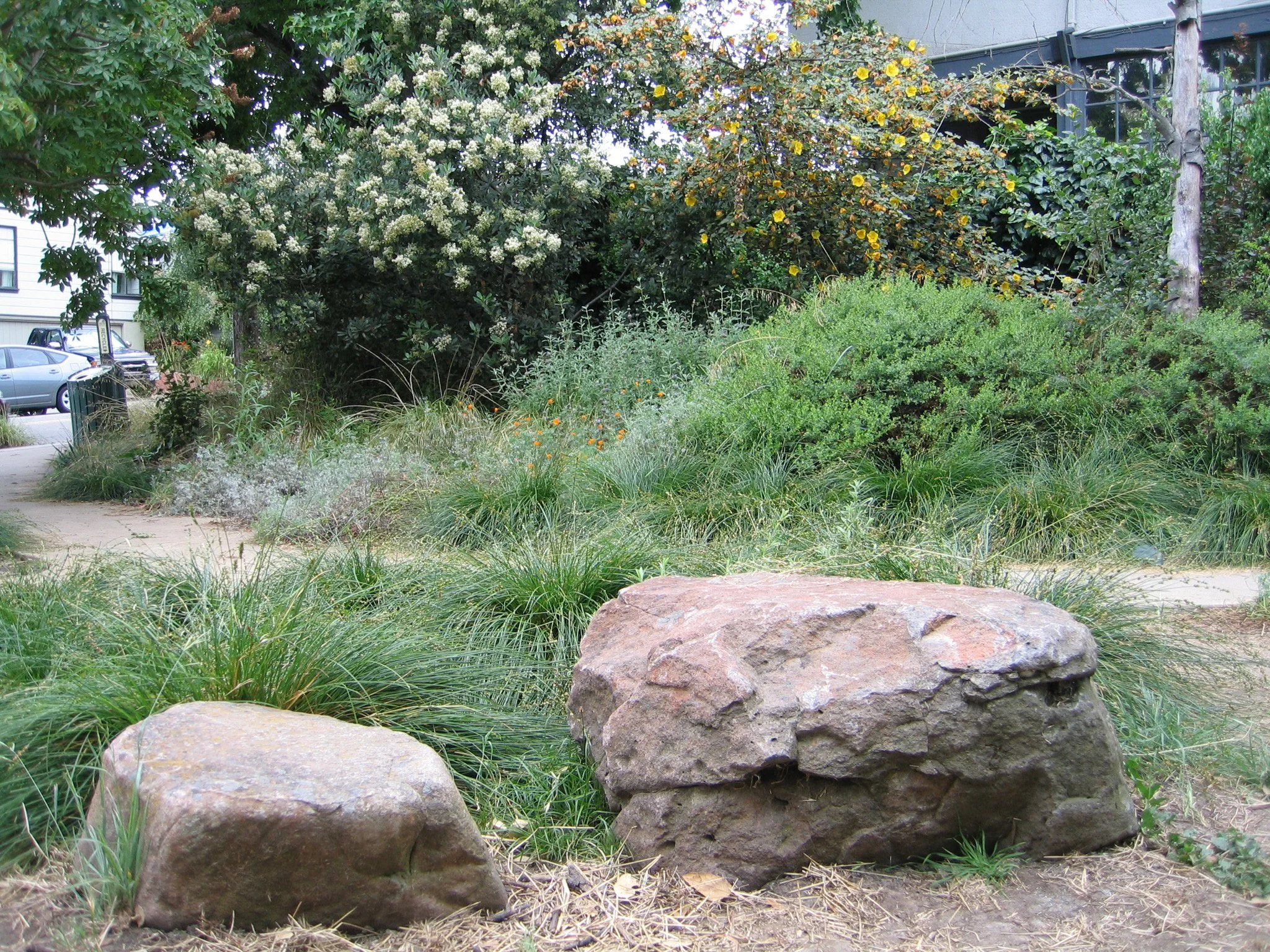 Large natural tan boulders in a california native meadow with a concrete pathway and large screening shrubs.