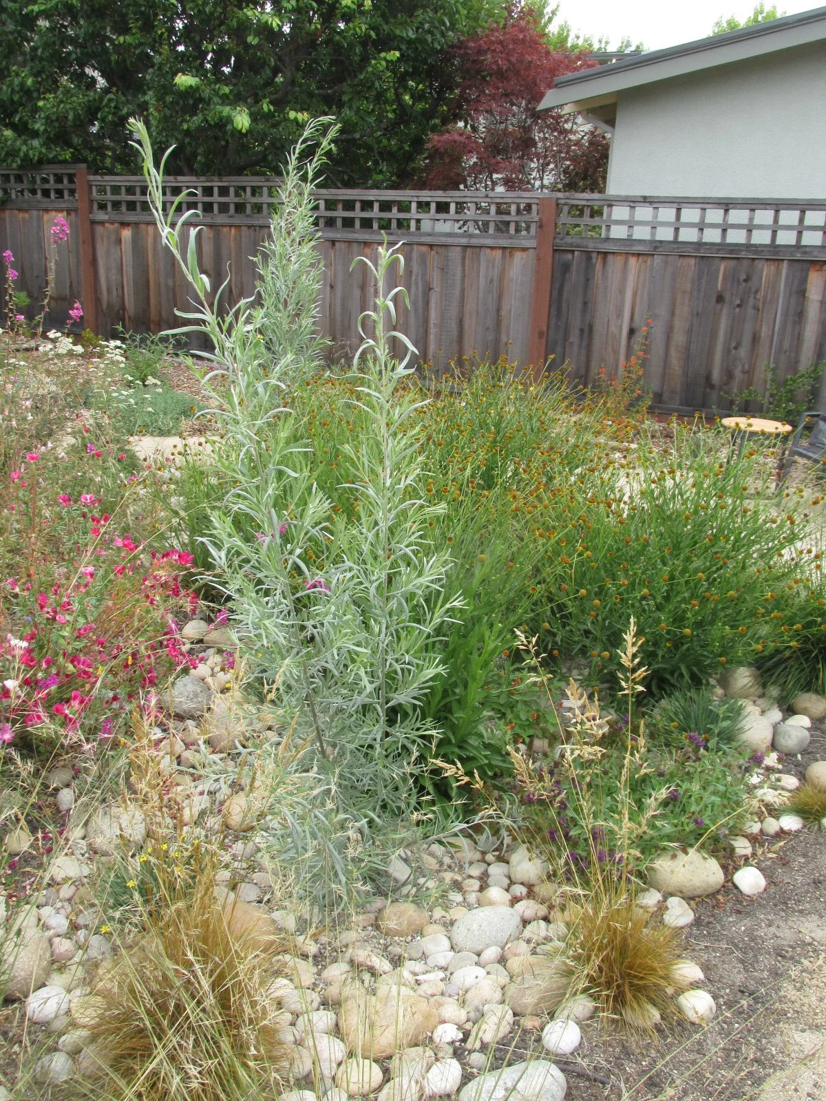 A planted bioswale rain garden slows and sinks water with California native plants that can handle seasonal wetness. Rocks and pebbles add a natural mulch look.