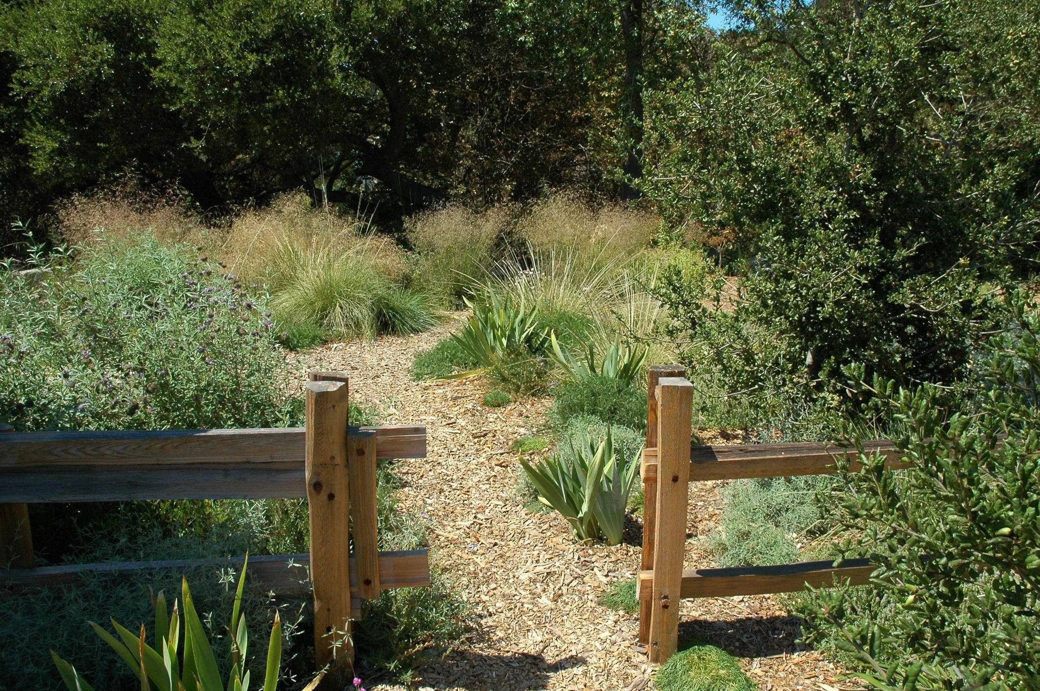 A natural wood gate and fence with a mulch path in a california native plant garden