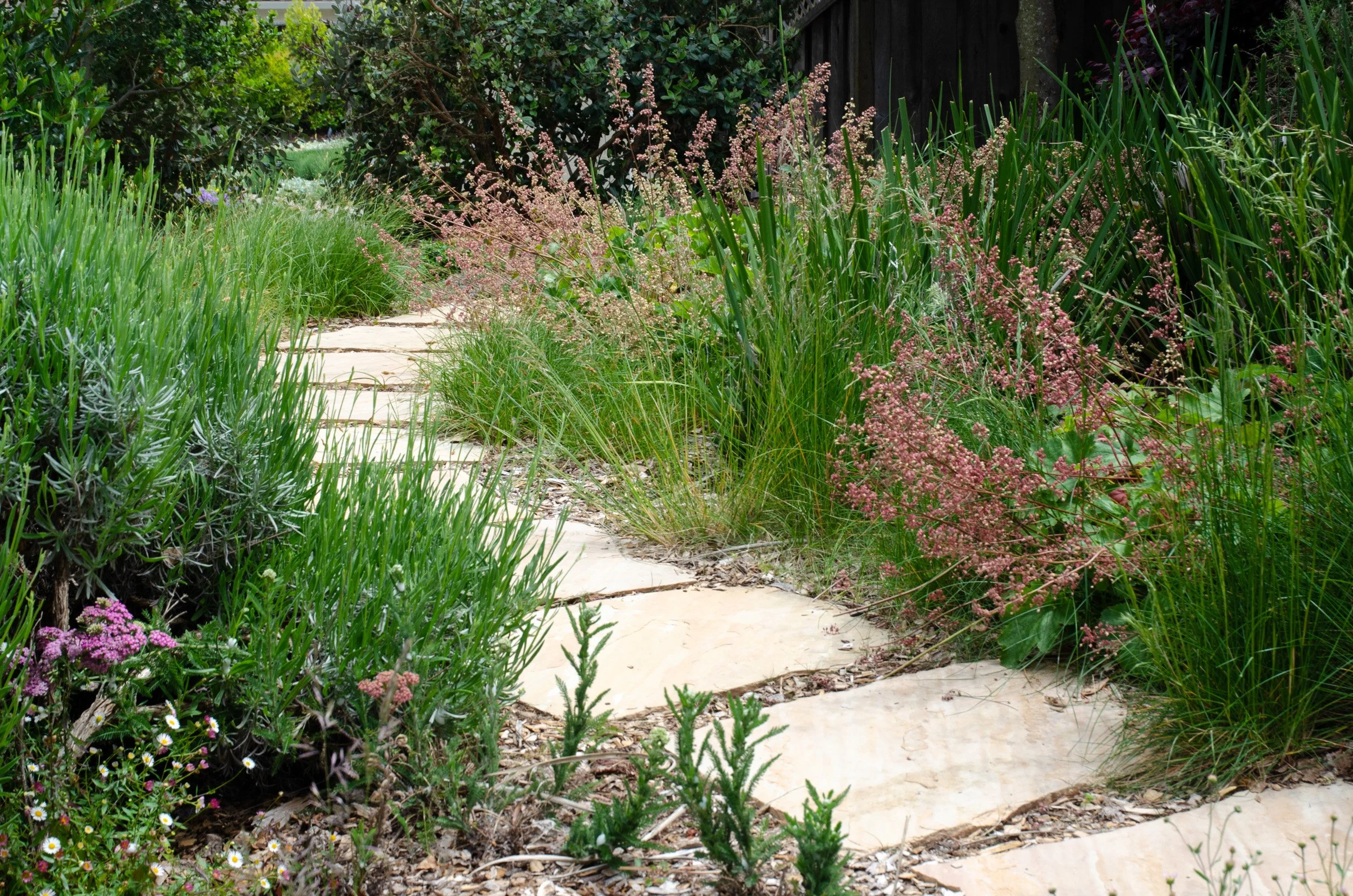 Tan natural flagstone curving pathway in california native plant garden with pink heuchera, buckwheat and bunch grasses