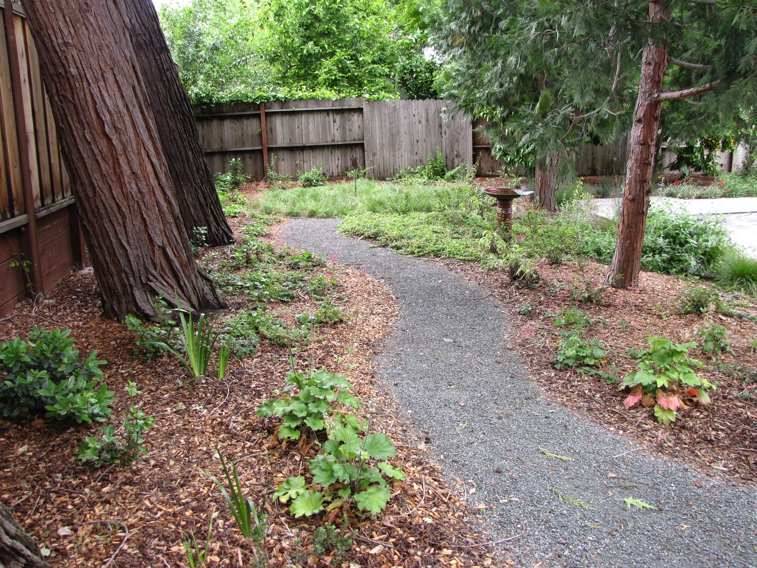 Residential garden design california native plants ecological landscape waterwise DG pathway decomposed granite microforest shade garden east bay danville