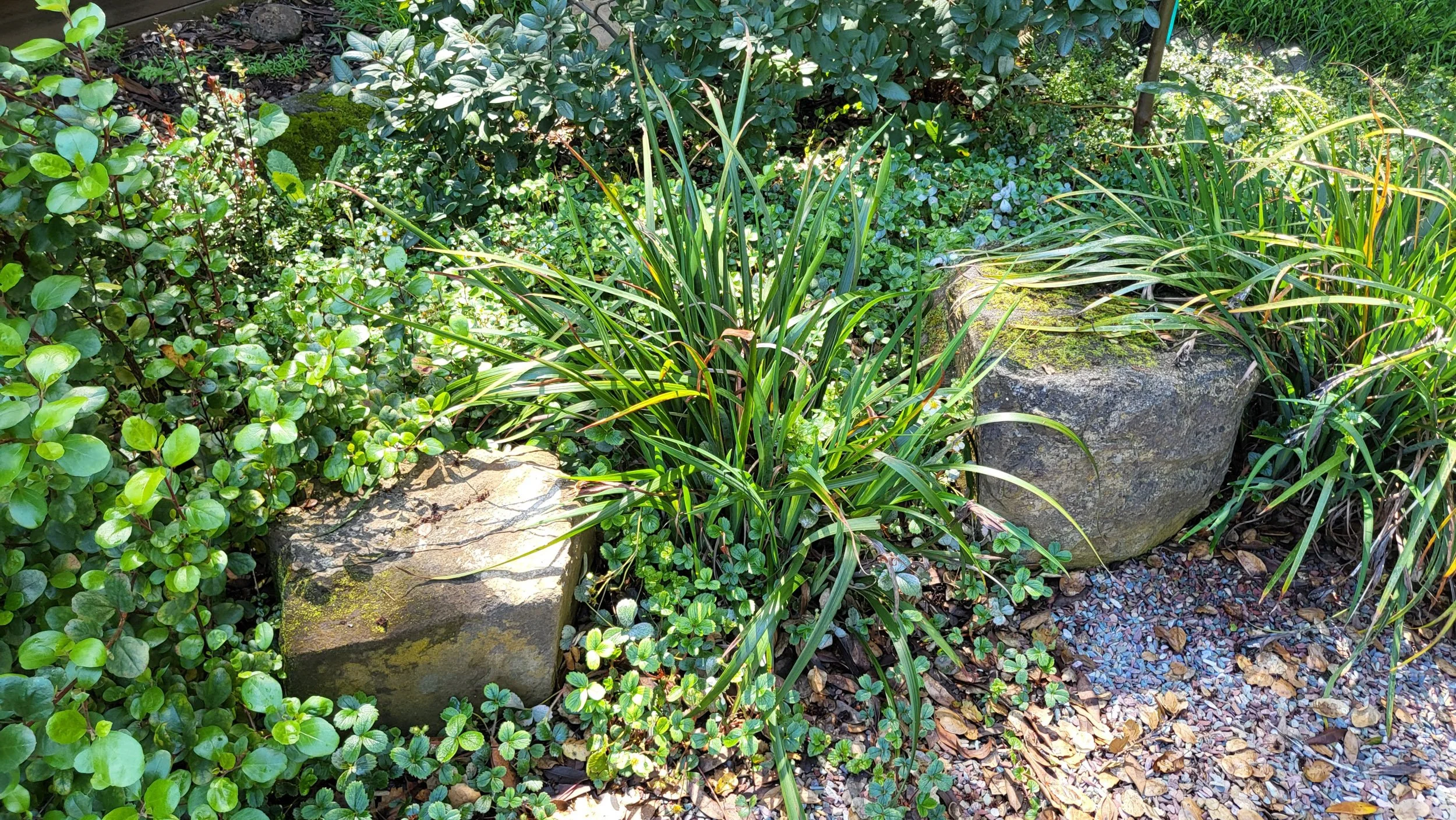 California native plant shady woodland garden with square stone boulders wild strawberry