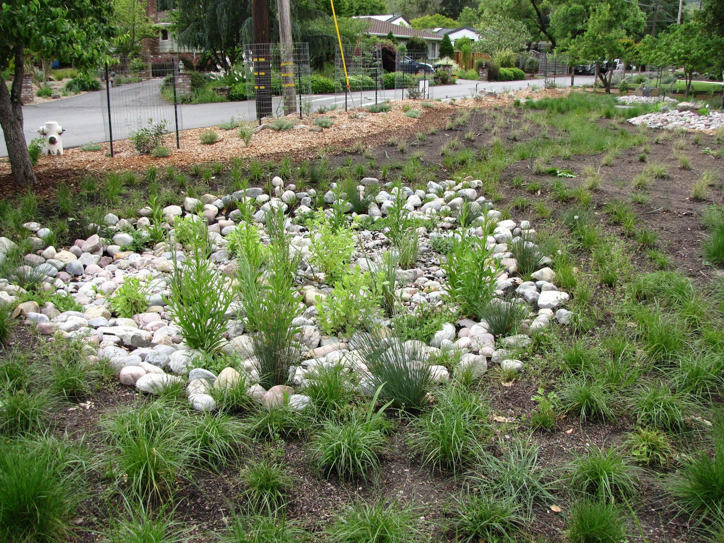 Front garden landscape design meadow bioswale rain garden rock mulch pebbles California native plants ecological