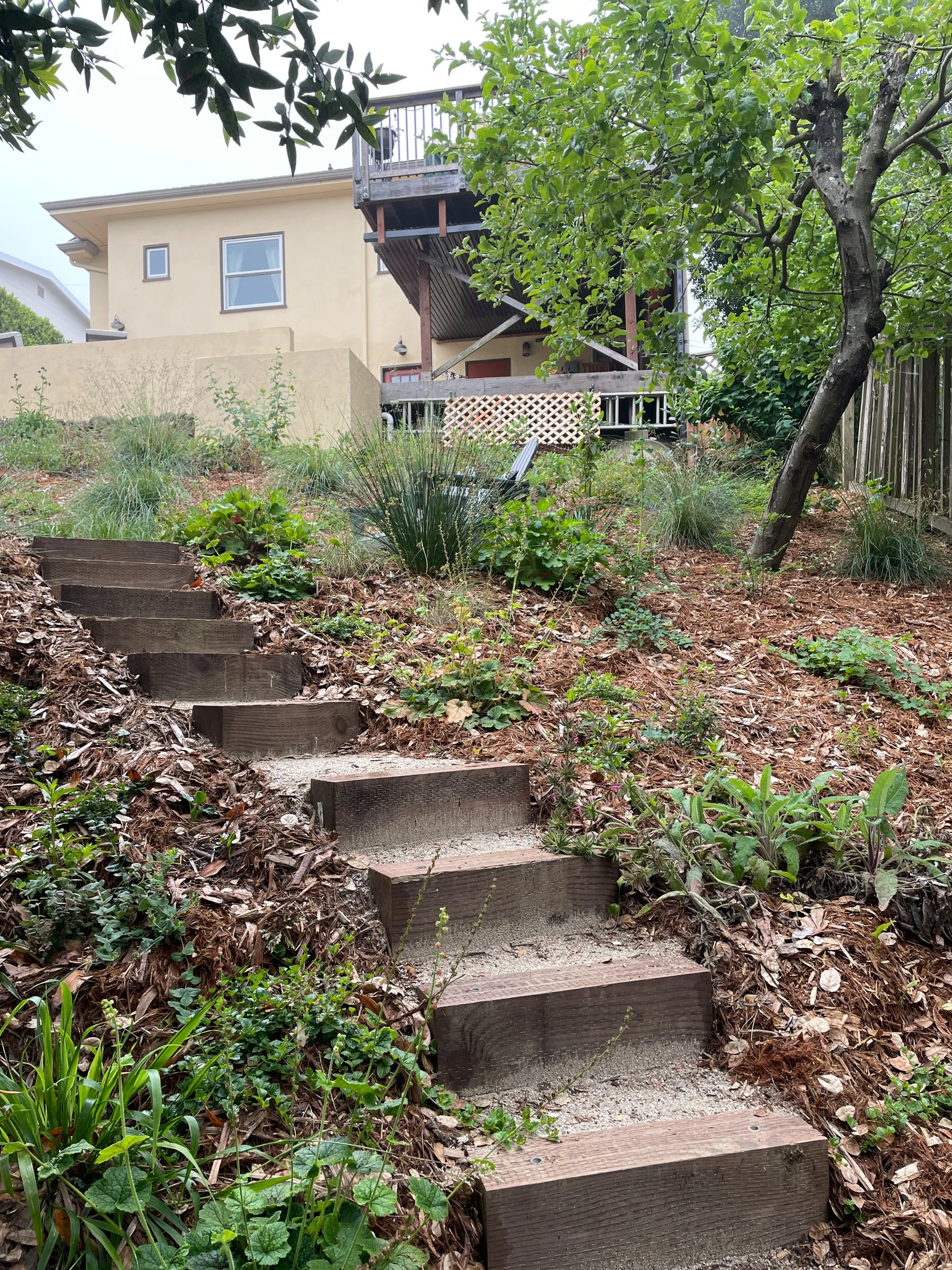 Fringe cups Tellima grandiflora next to timber tie steps with decomposed granite landings on a hillside sloped california native plant pollinator garden in oakland oak woodland understory